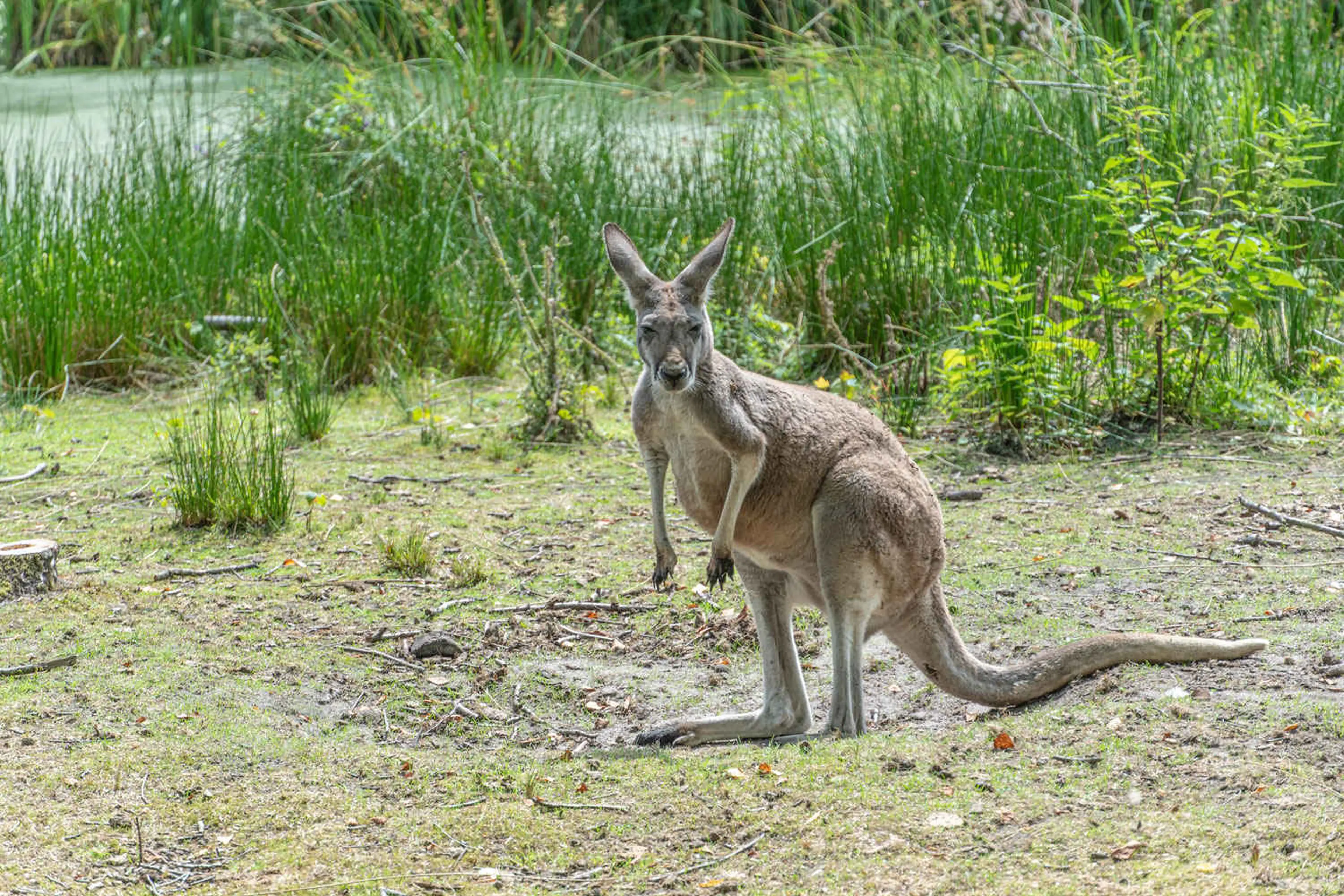 Kangoeroe in gras AquaZoo Leeuwarden