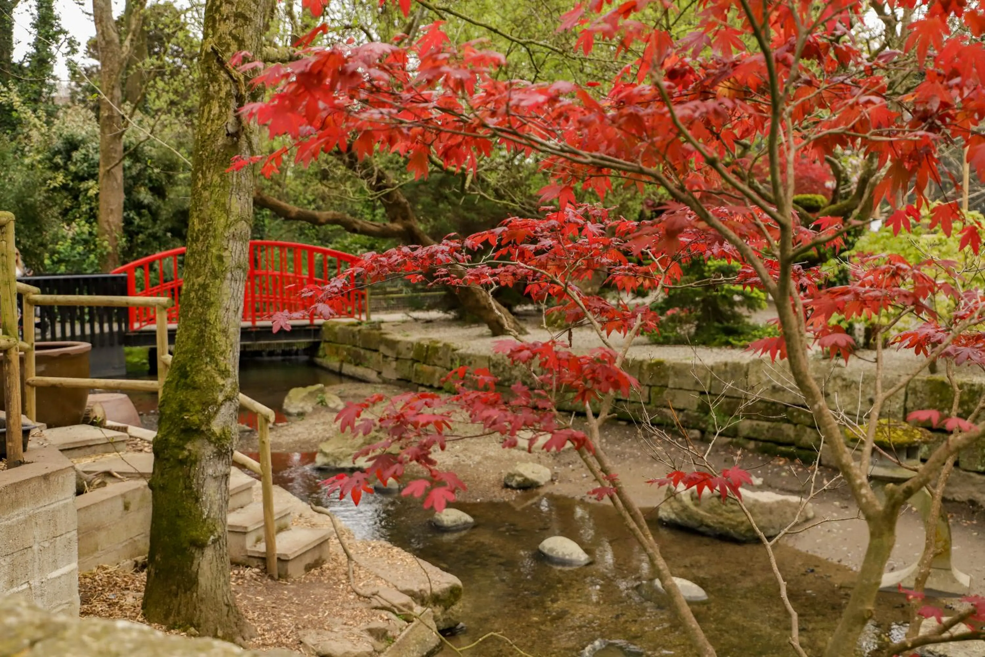 Japanese garden with a small stream, red maple leaves, and a vibrant red arched bridge in the background surrounded by lush greenery.