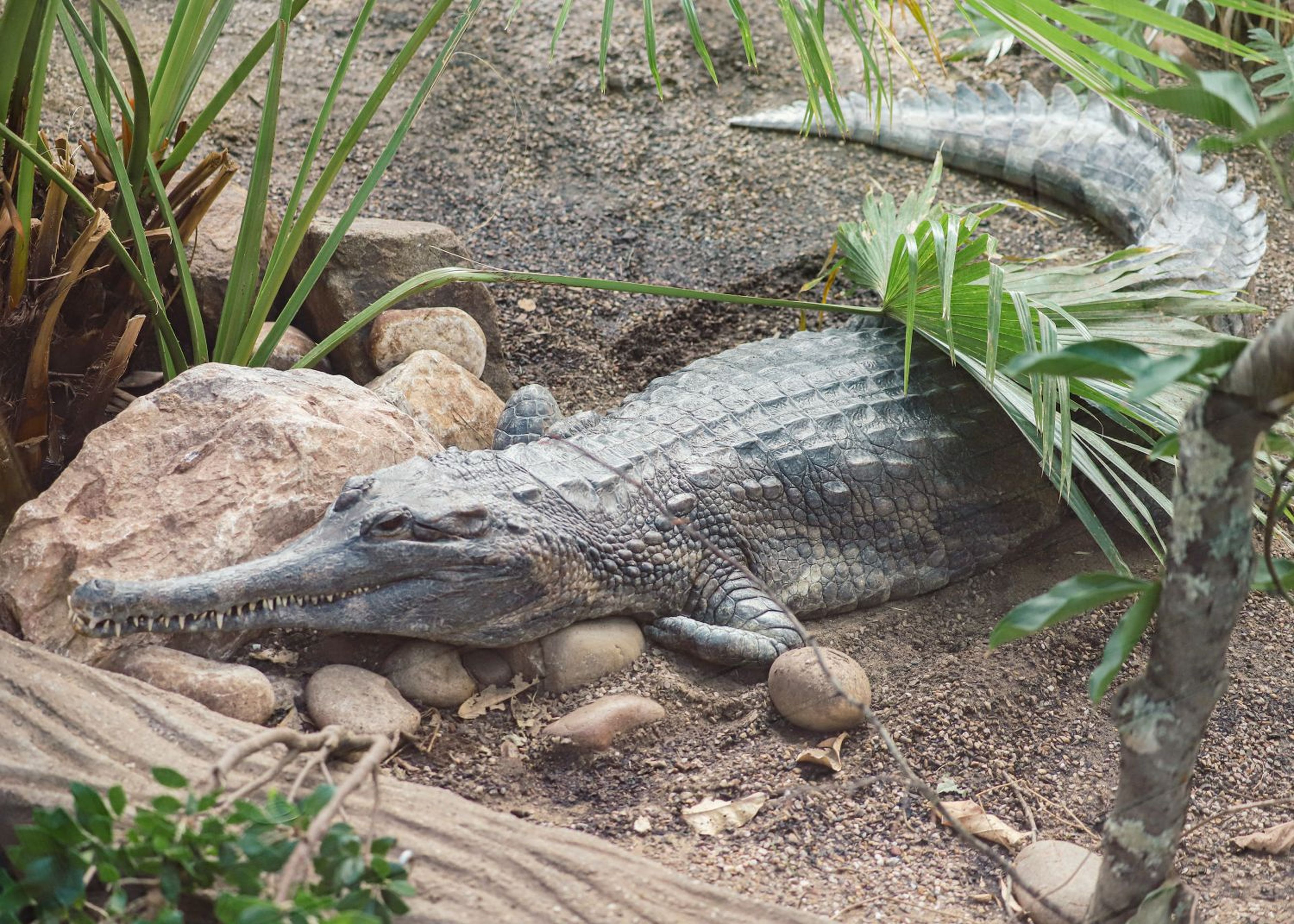 Crocodile resting on rocky ground surrounded by plants, with its long tail extended and mouth slightly open.