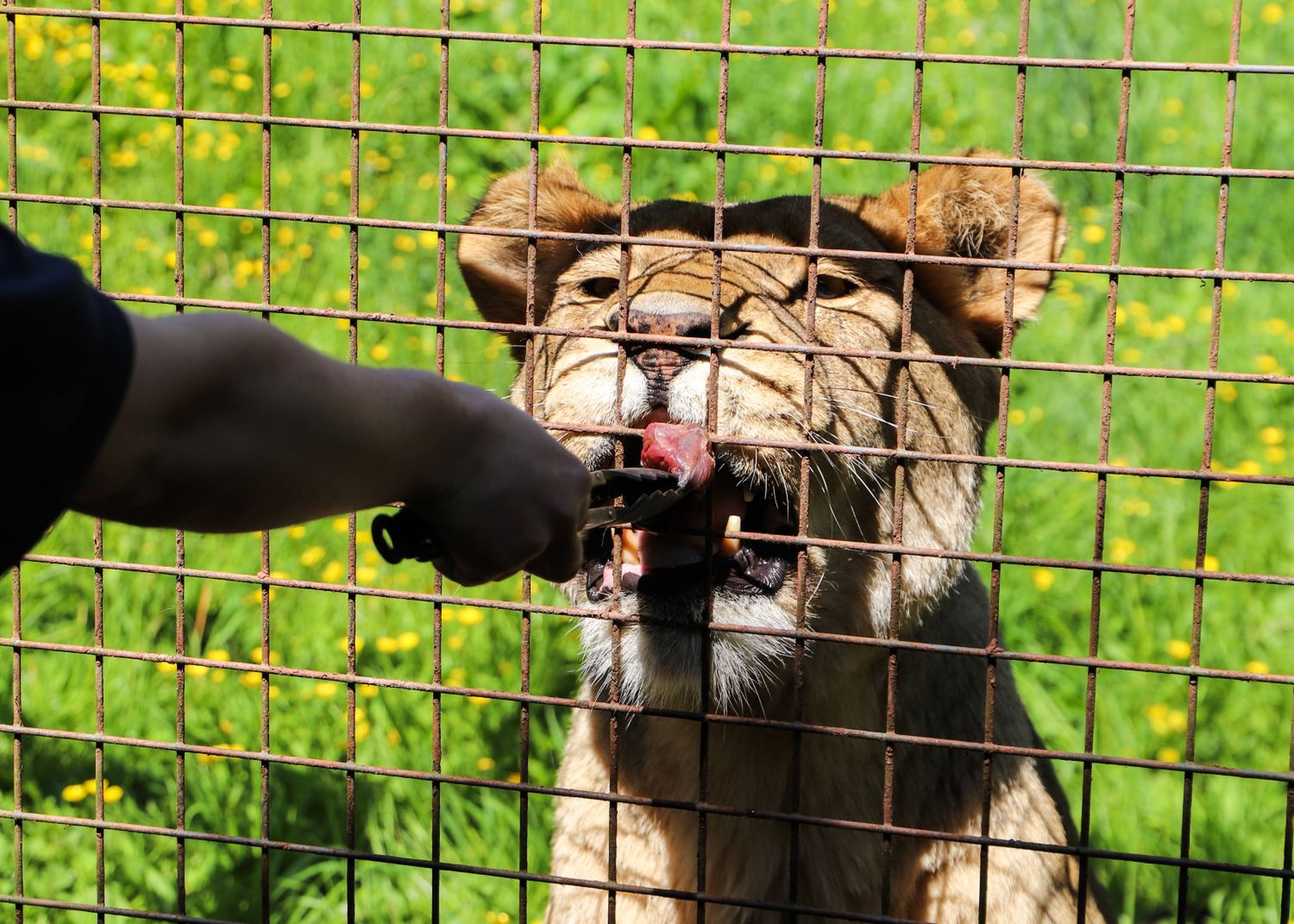 A lion licks a treat held by a person through a wire fence in a sunny, grassy area with yellow flowers.