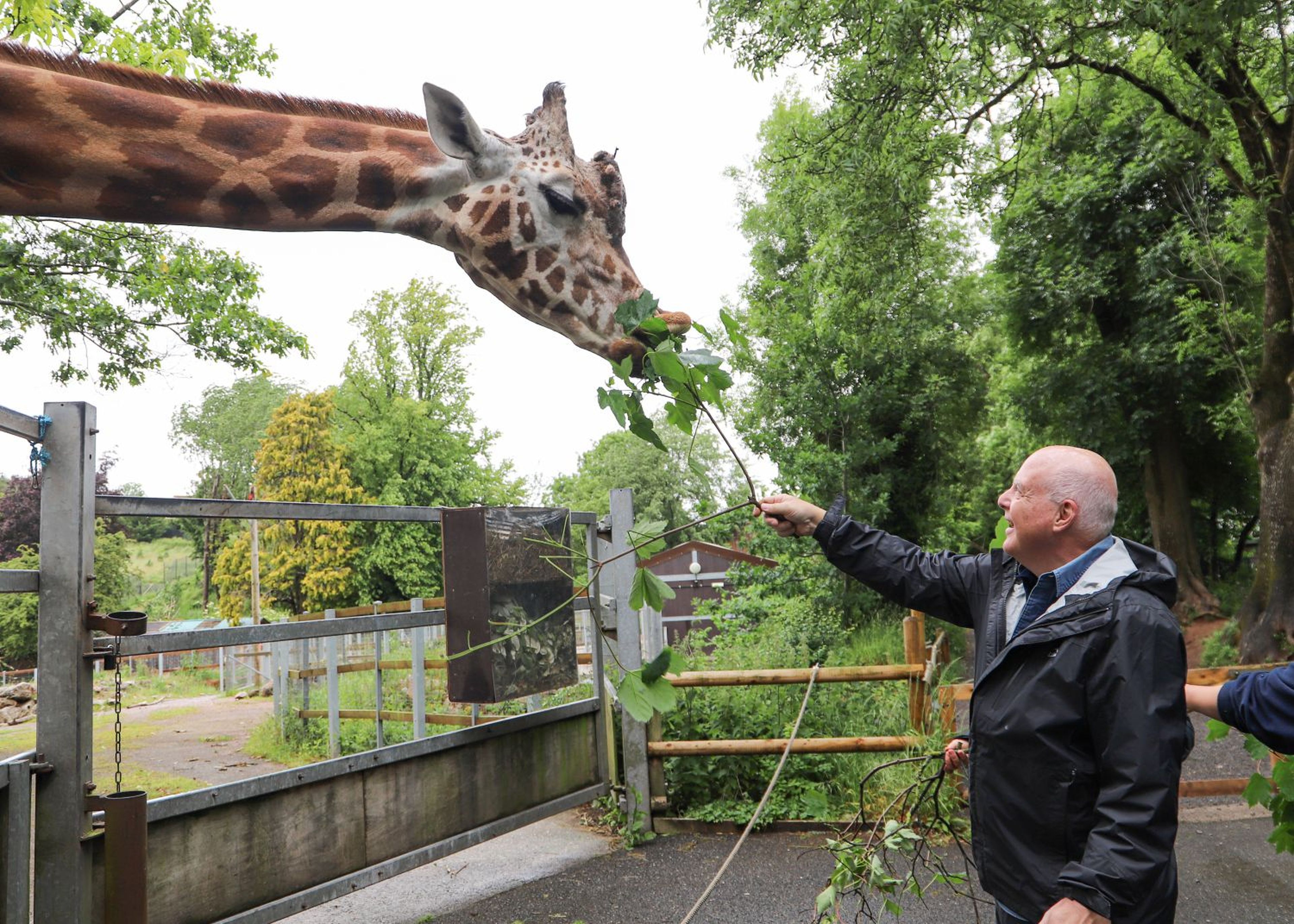 A man in a suit feeds a giraffe some leaves through a fence at a zoo surrounded by lush greenery.