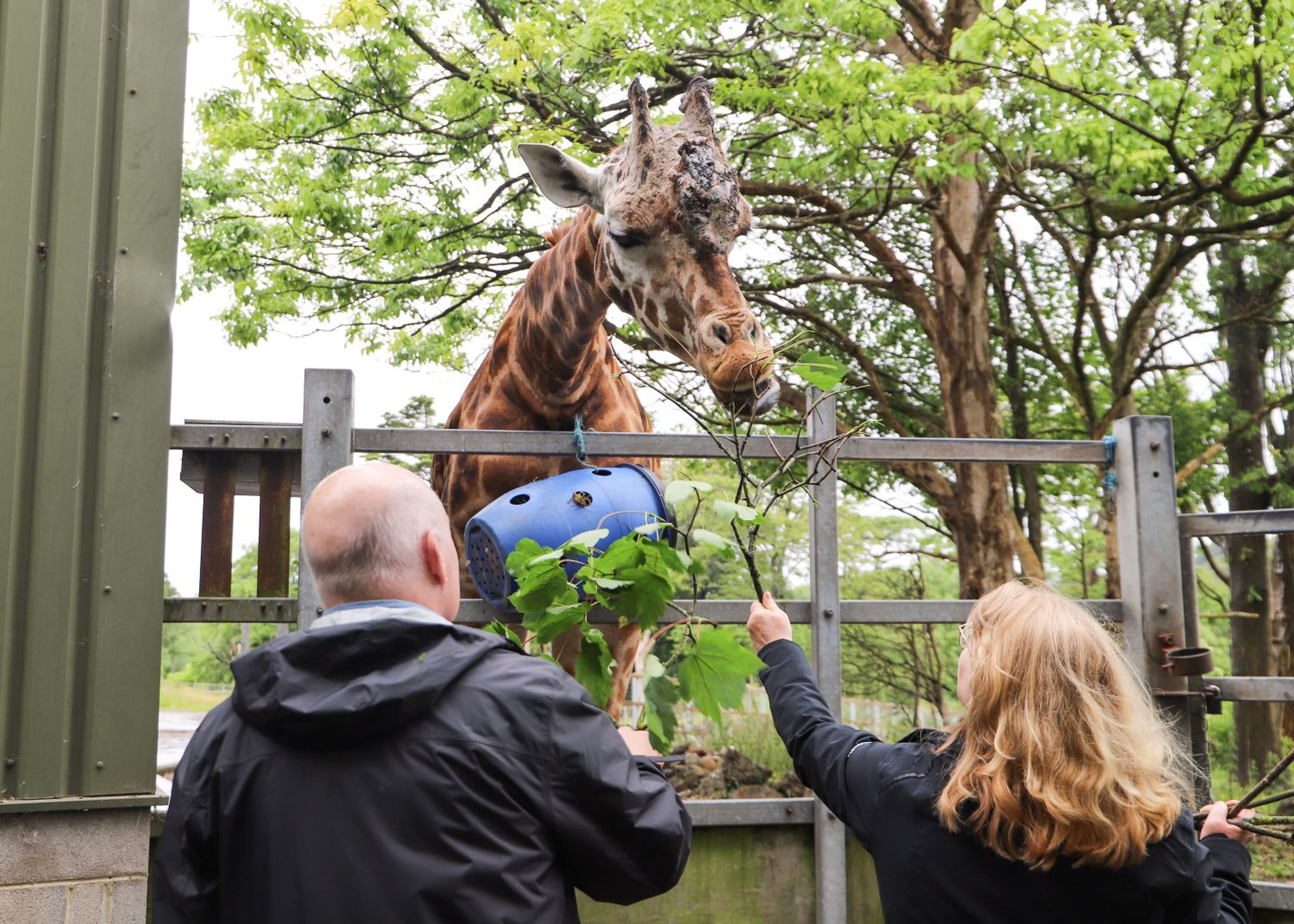 Two people feeding a giraffe leaves through a fence. One holds a branch, while the giraffe leans over to eat.