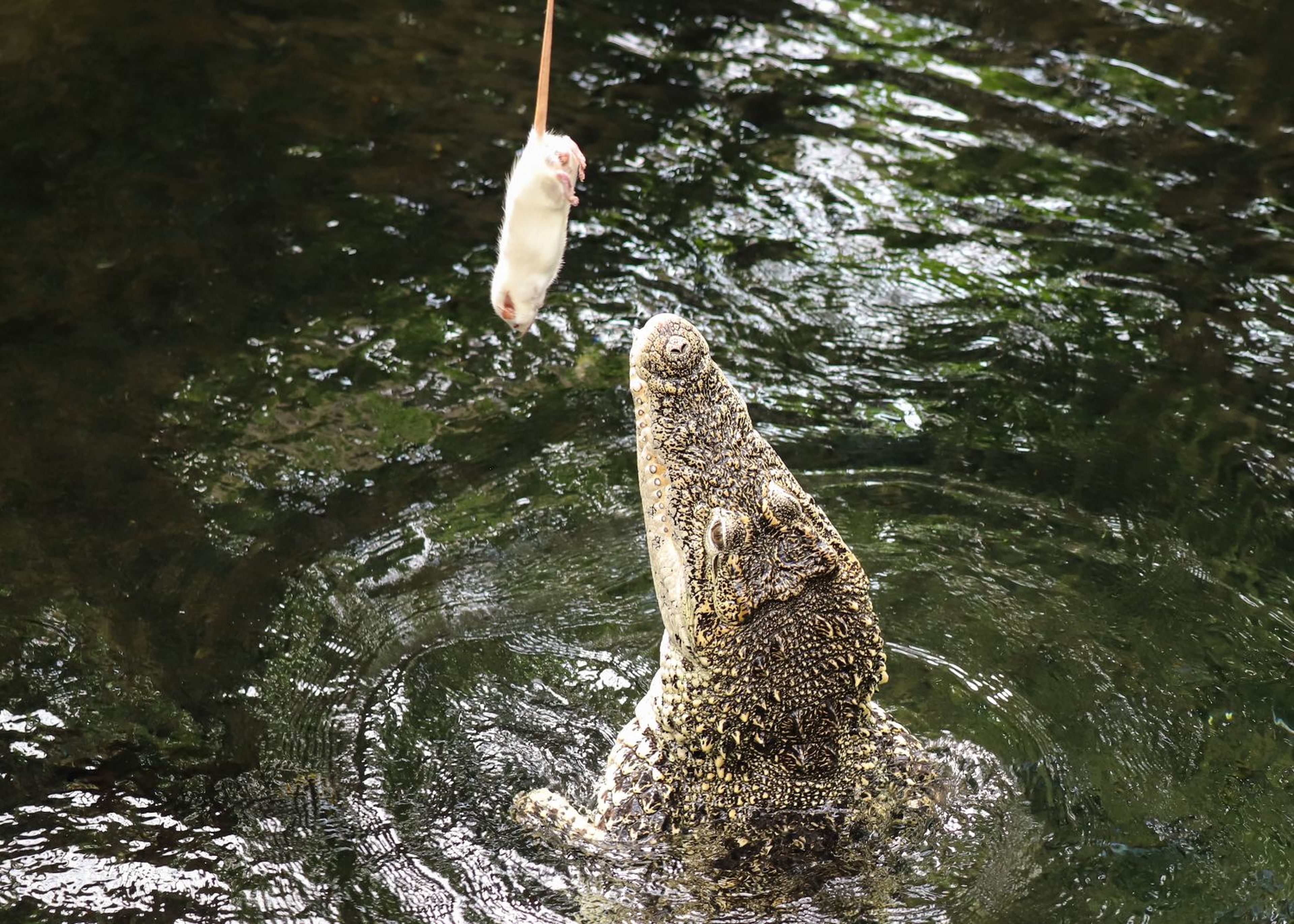 Crocodile in water reaching up towards a dangling white rat, poised to catch it.