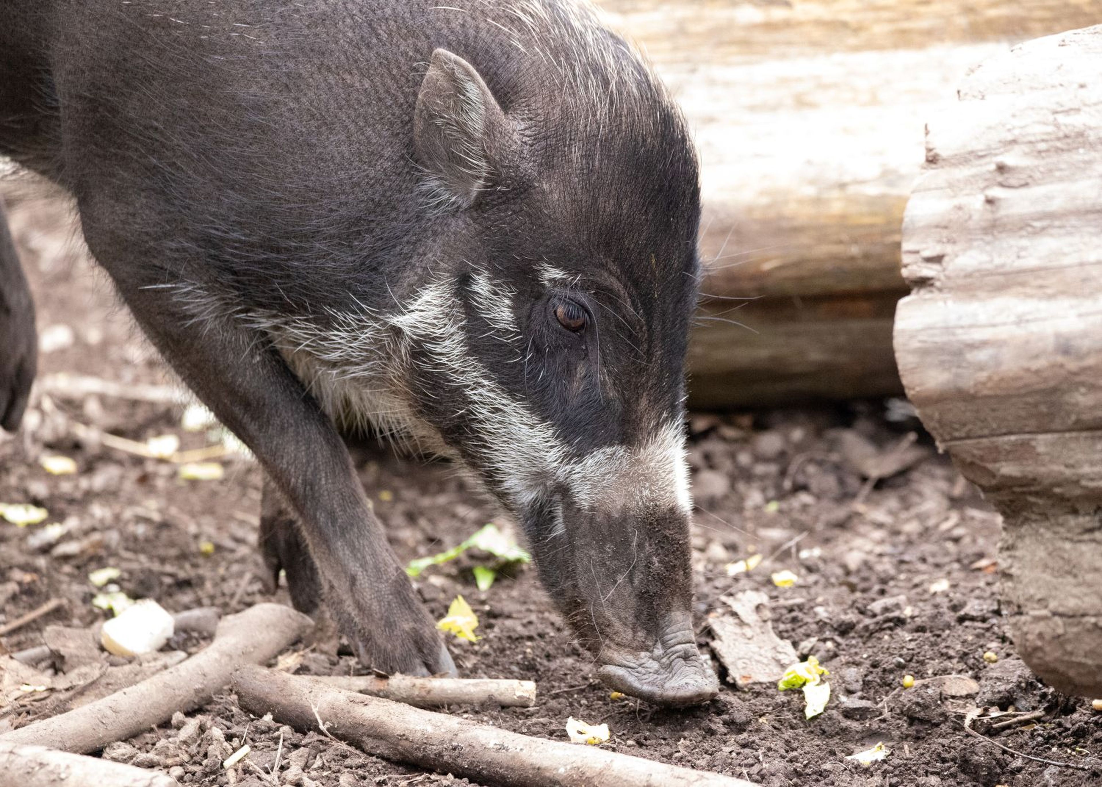 Close-up of a Visayan warty pig sniffing the ground in a dirt area with logs in the background at Newquay Zoo in Cornwall, UK