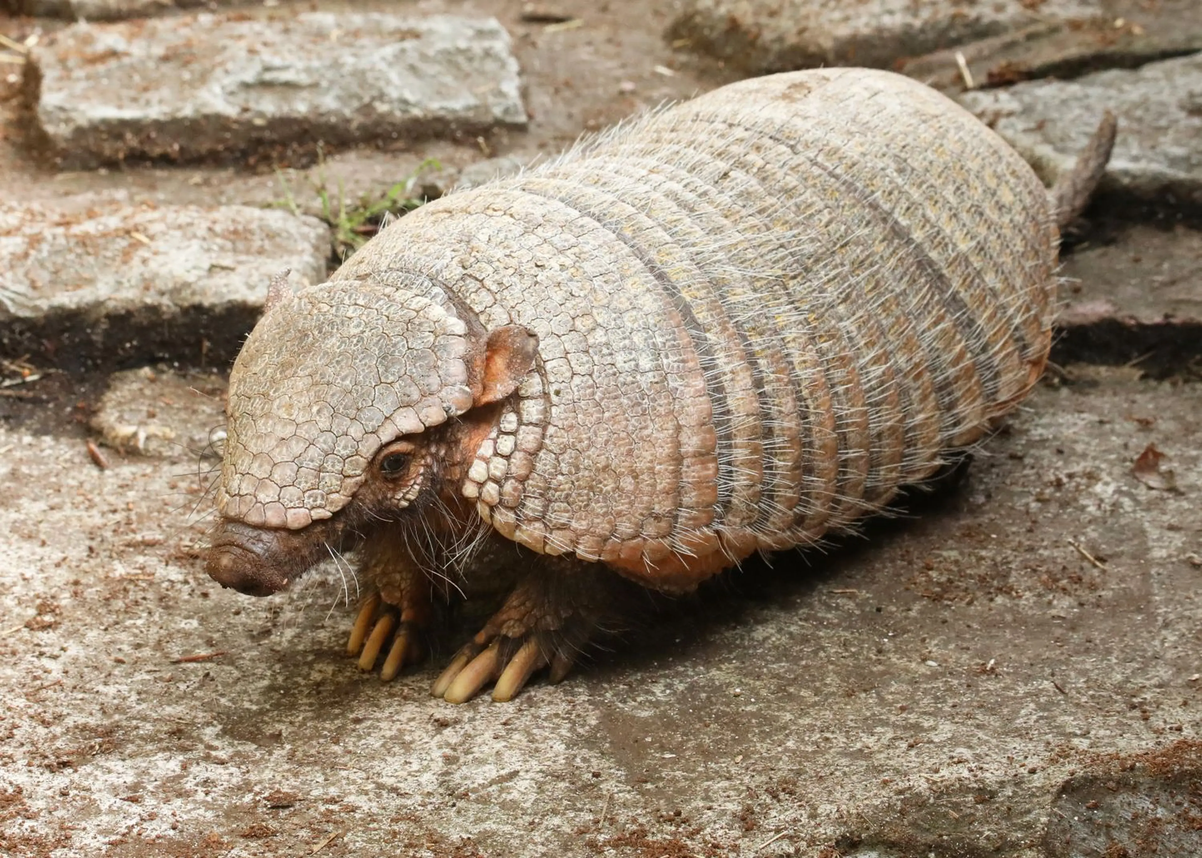 An armadillo with a textured, segmented shell and long claws walking on a rocky surface.