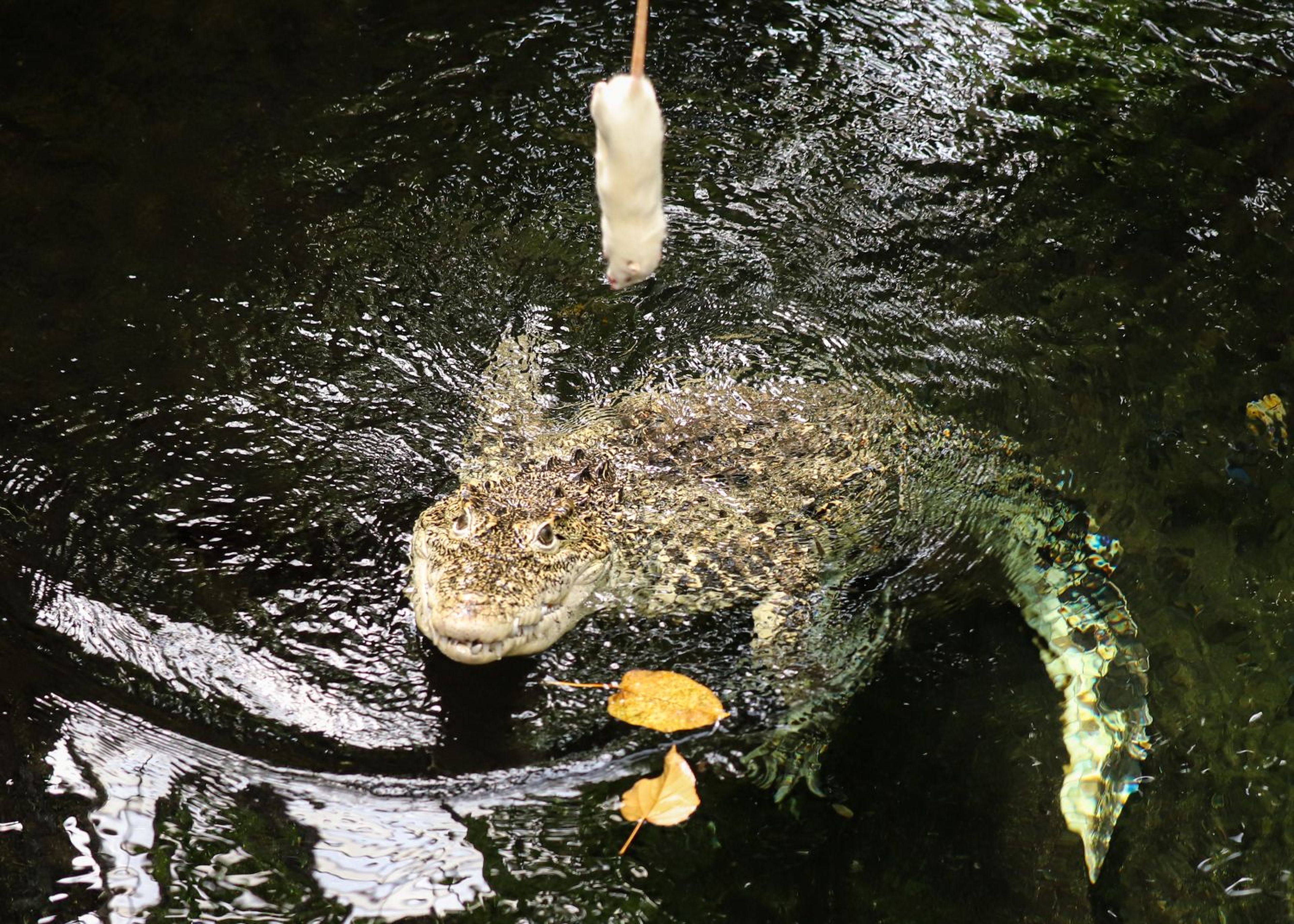 A crocodile in water approaches a dangling rodent bait, with leaves floating nearby.