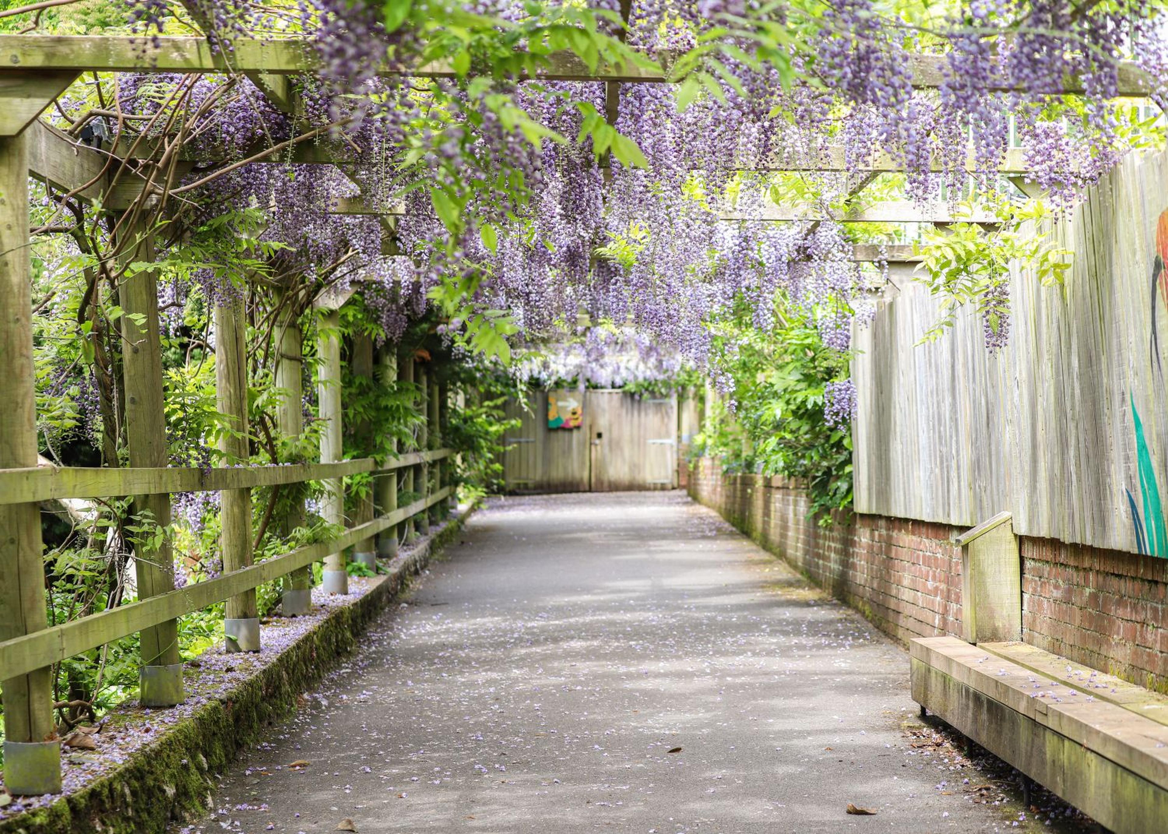 A wooden pergola draped with lush purple wisteria flowers arches over a peaceful, empty walkway lined with brick and wooden fencing.