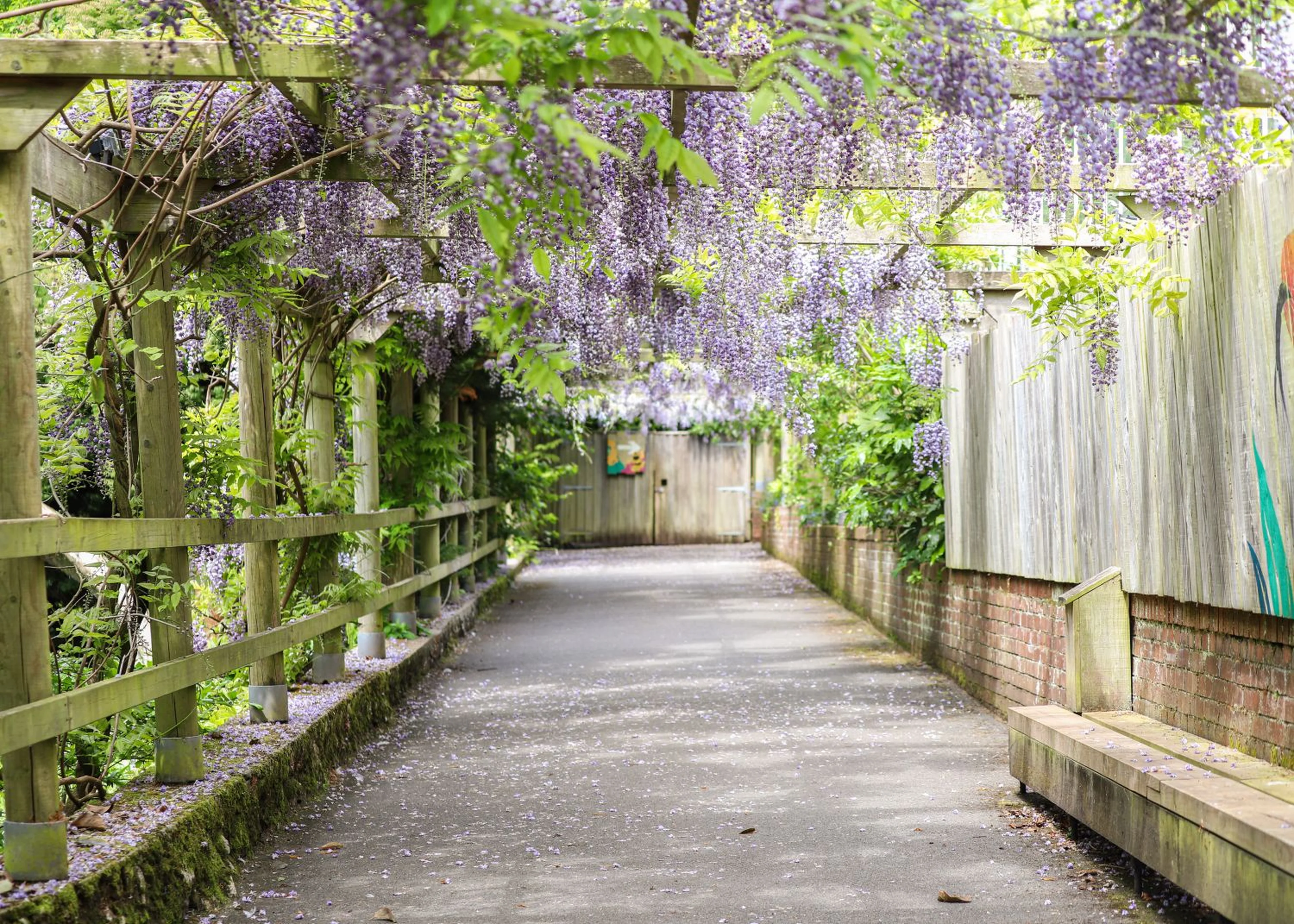 A wooden pergola draped with lush purple wisteria flowers arches over a peaceful, empty walkway lined with brick and wooden fencing.