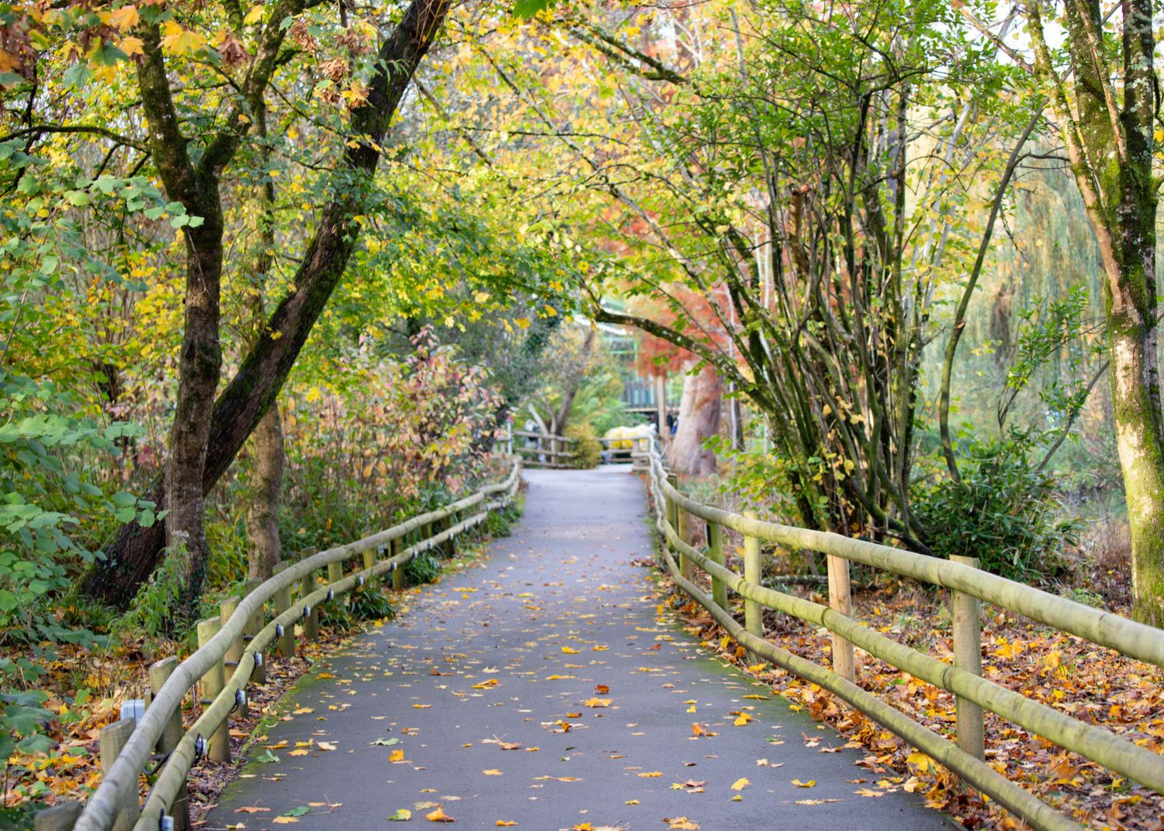 Pathway through a forest with wooden fences, covered in colorful autumn leaves, surrounded by trees with green and yellow foliage.