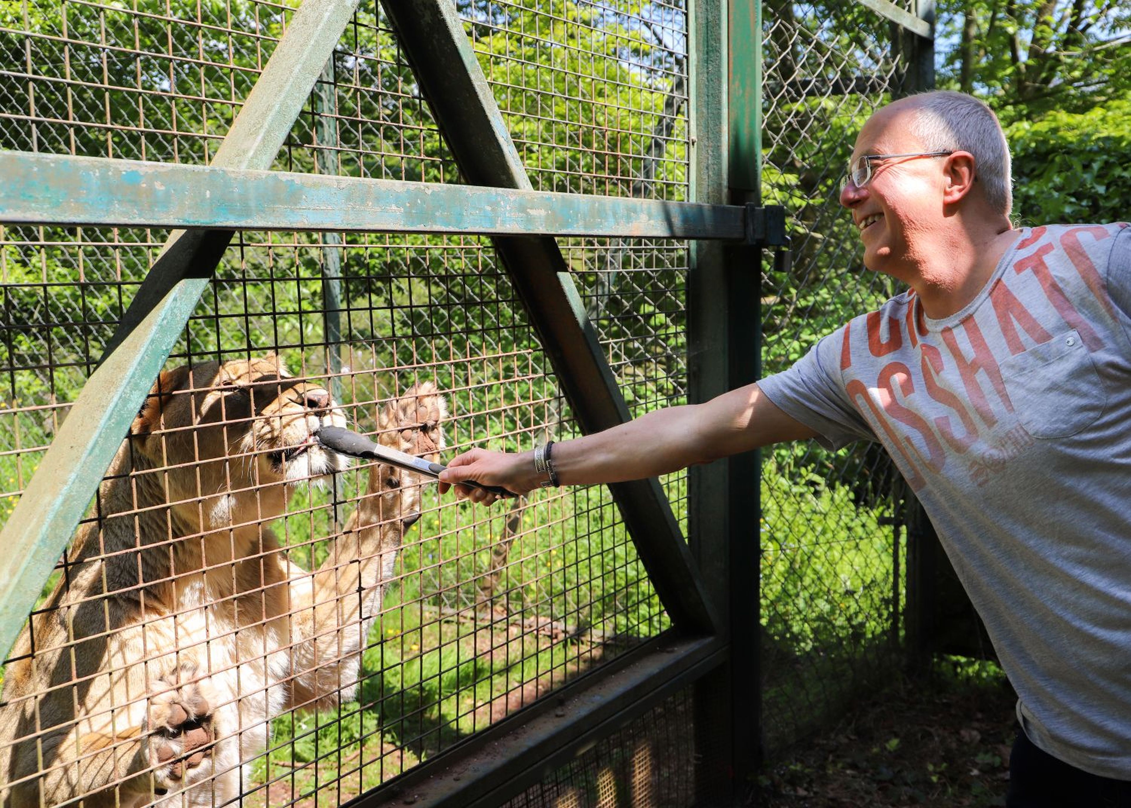 A man feeds a lion through a metal fence using tongs, both appearing engaged. Greenery is visible in the background.