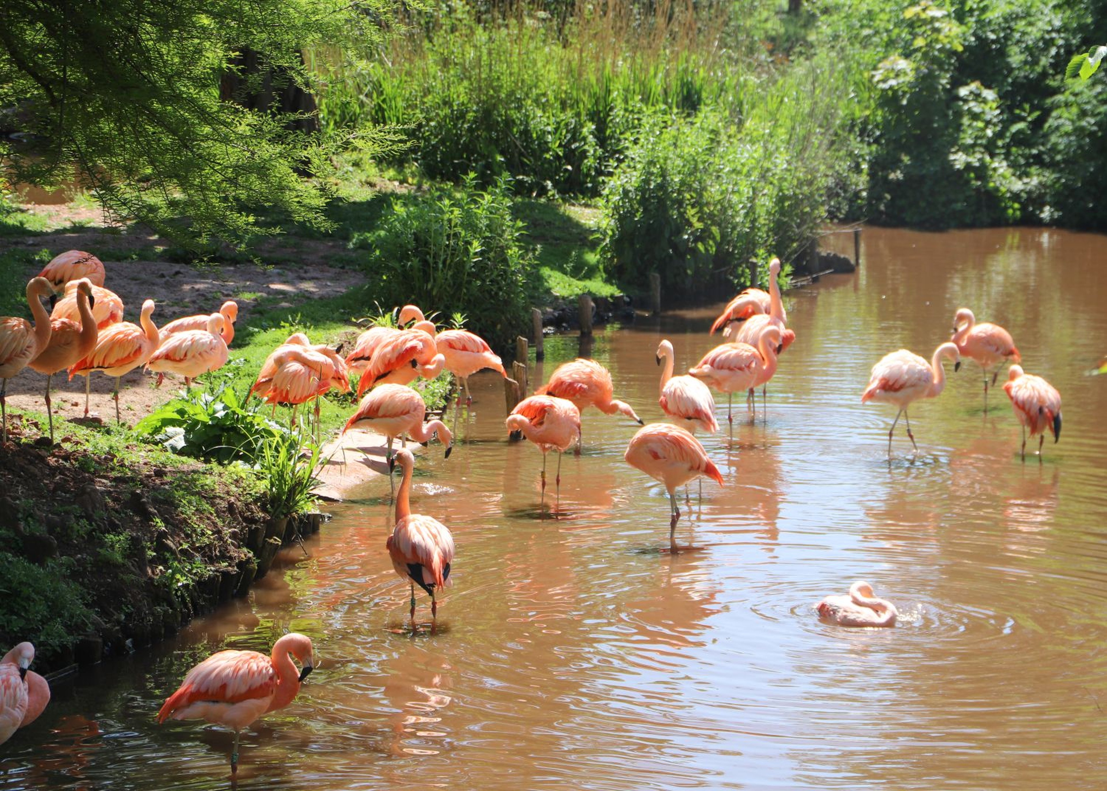 Flamingos wading in a sunlit pond surrounded by lush greenery, with vibrant pink feathers reflected in the water.