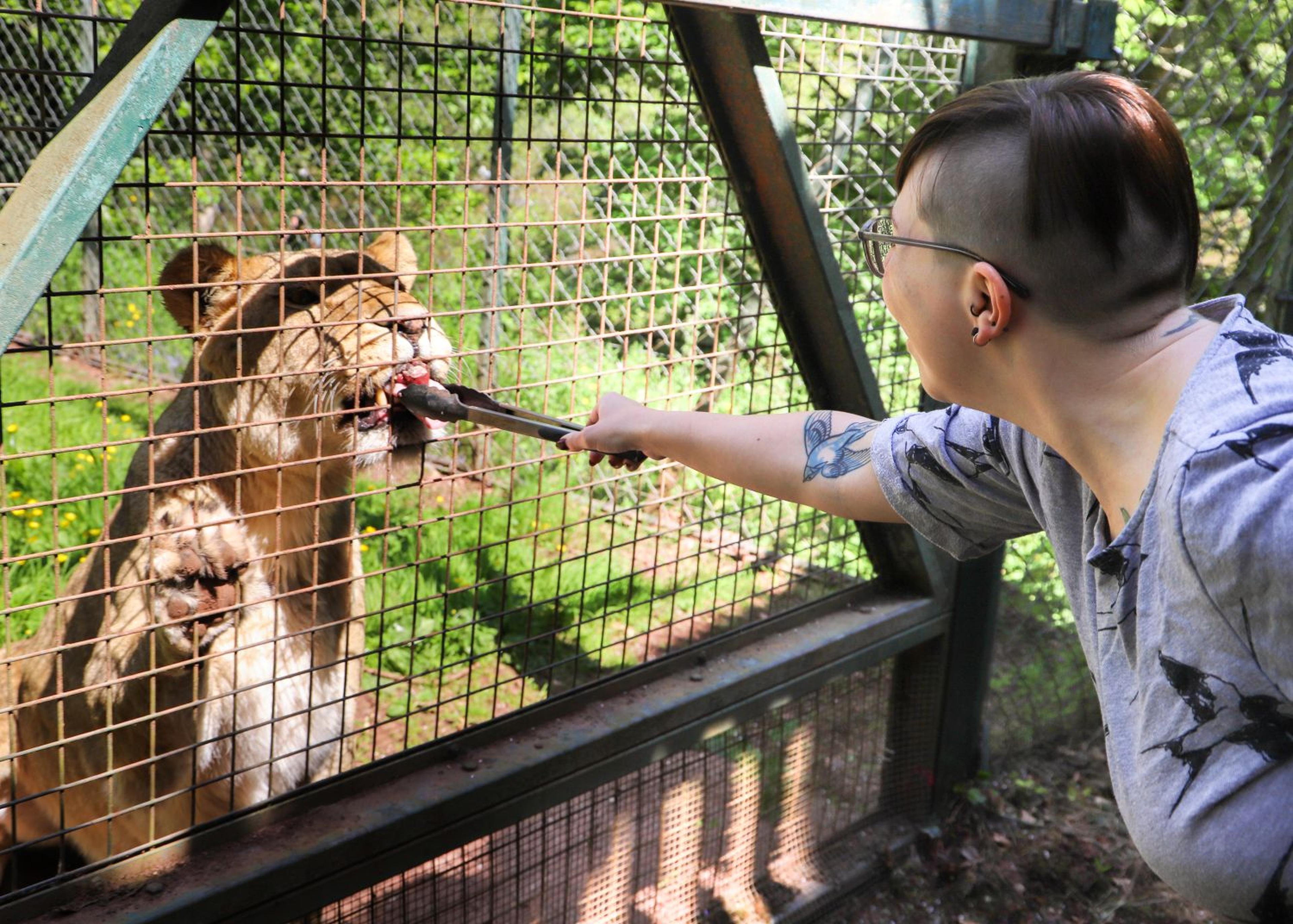 Person feeding a lion through a cage with tongs. The lion is reaching for the food while the person stands close, in a forested area.