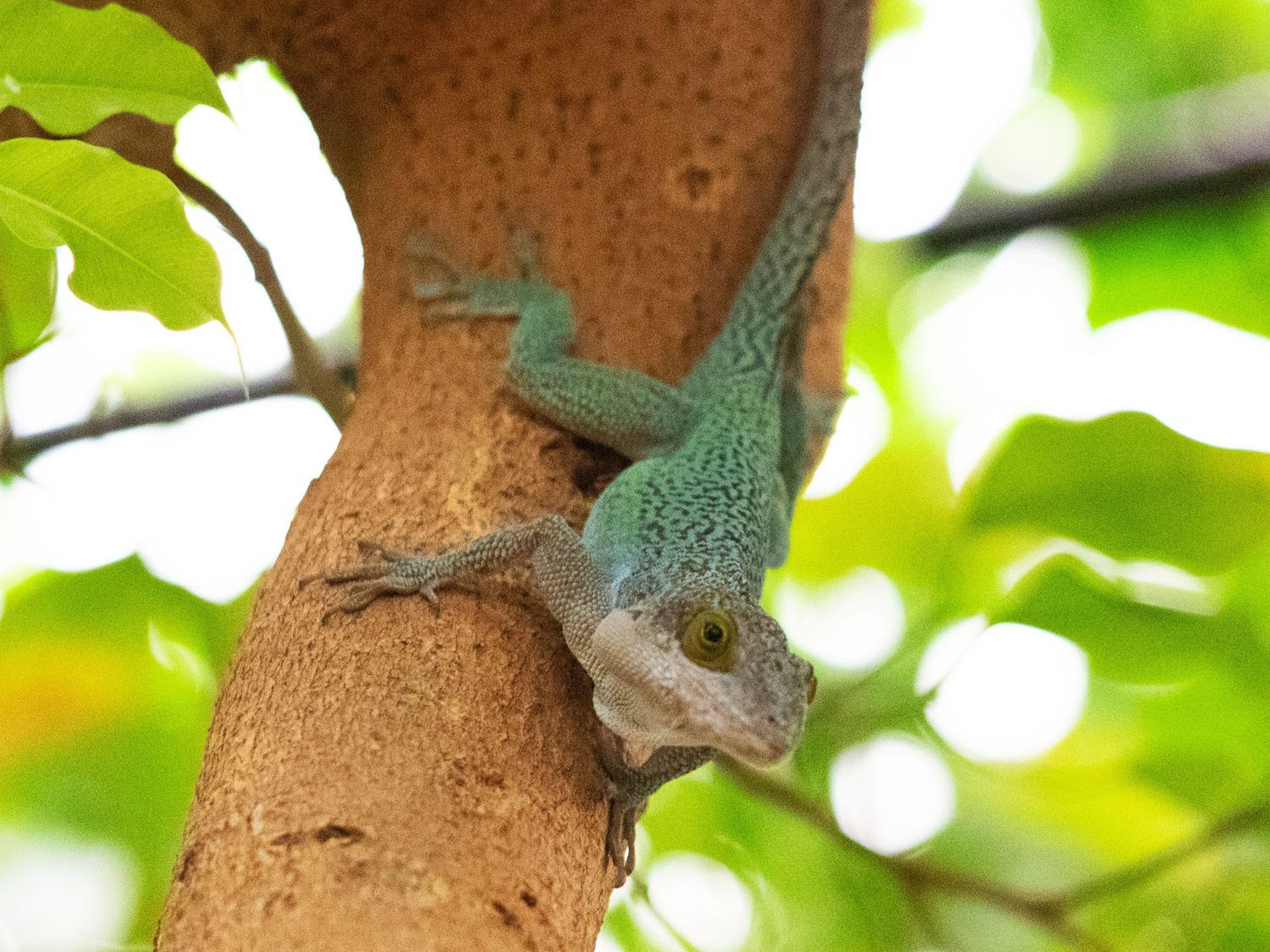 Green lizard with a turquoise hue clings to a tree trunk, surrounded by bright green leaves, in a natural outdoor setting.