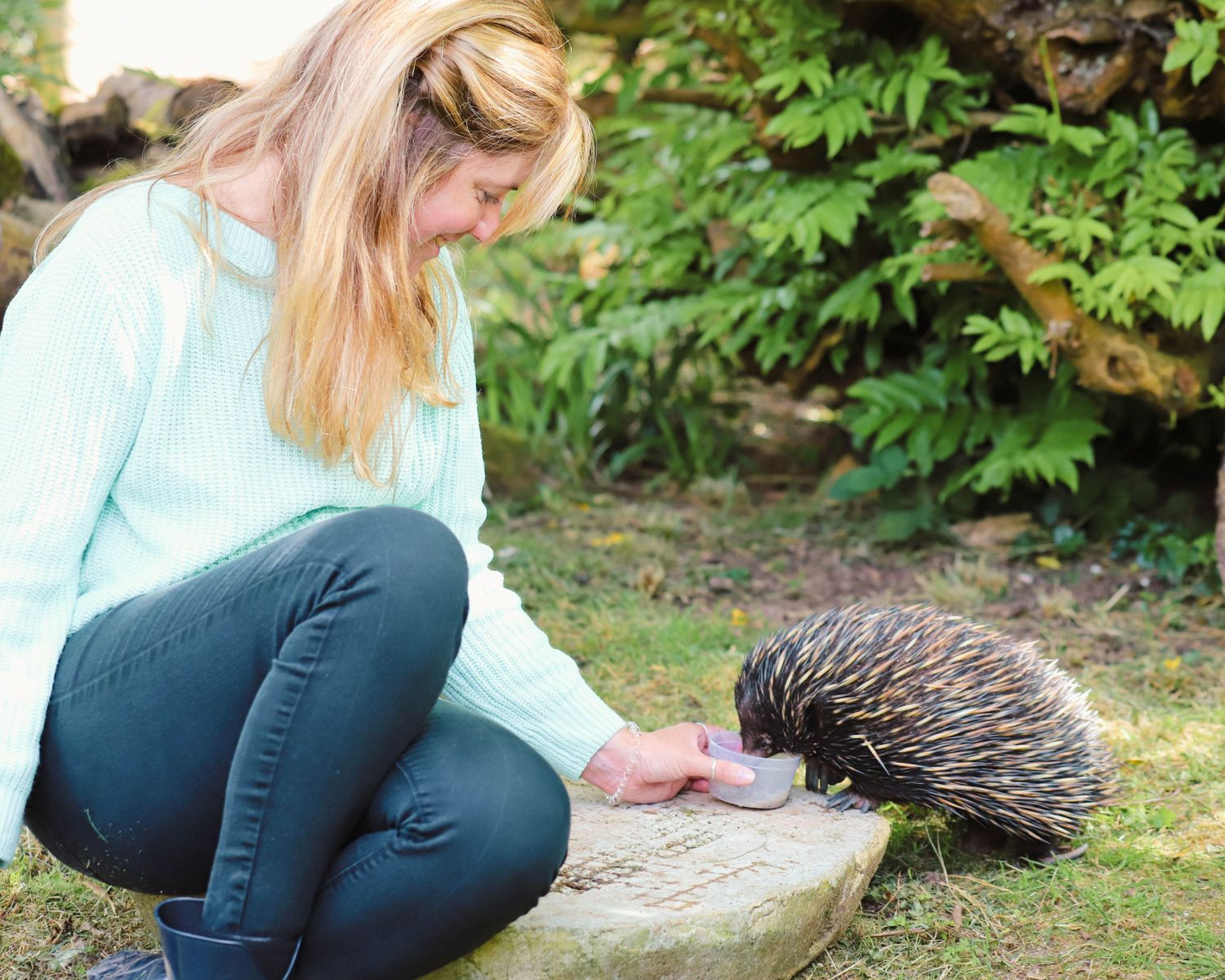 A woman in a light blue sweater crouches on grass, feeding an echidna from a small dish. Lush green foliage is in the background.