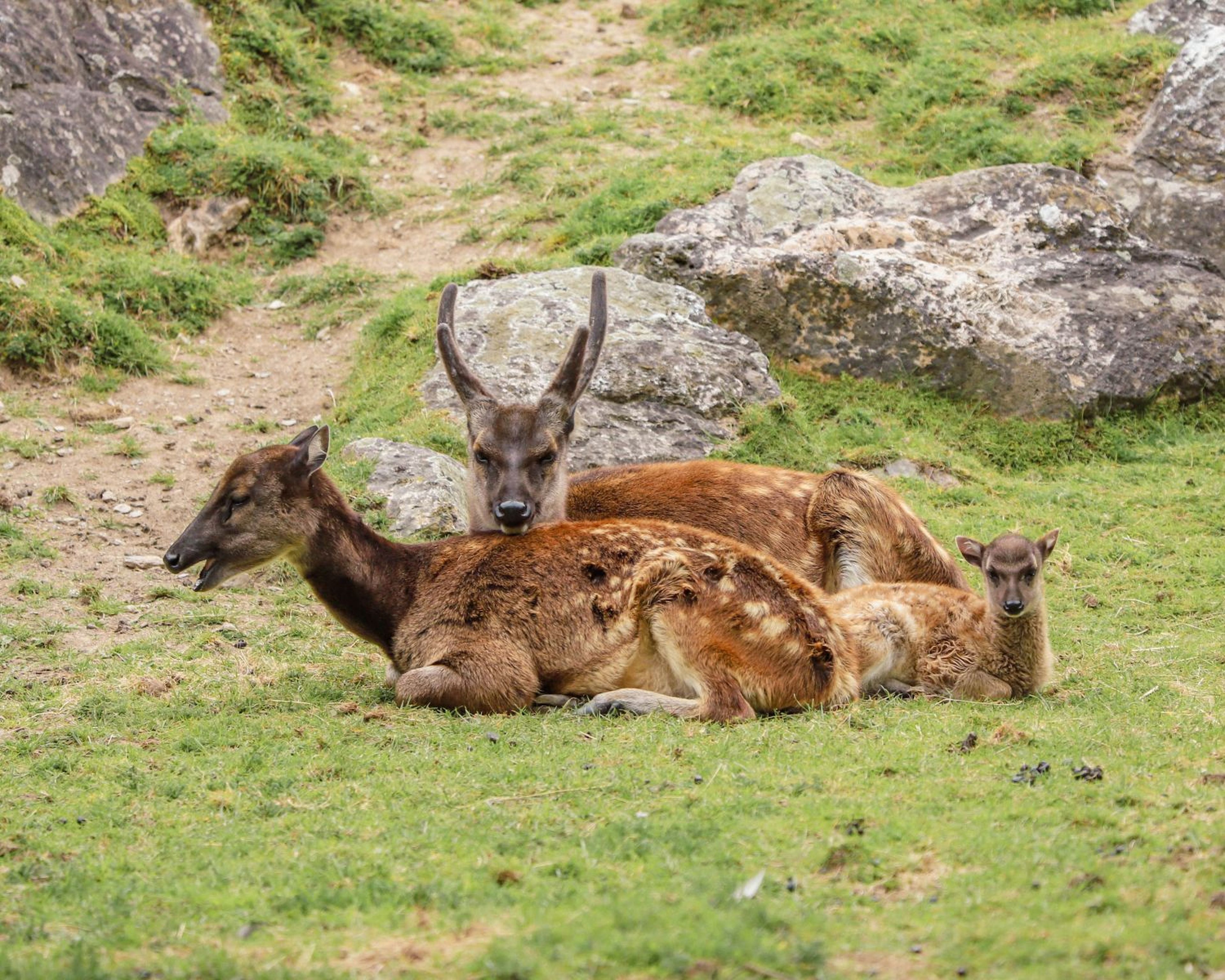 Three deer, one with antlers, sit on grassy terrain with rocky background; a fawn nestles beside the adults.