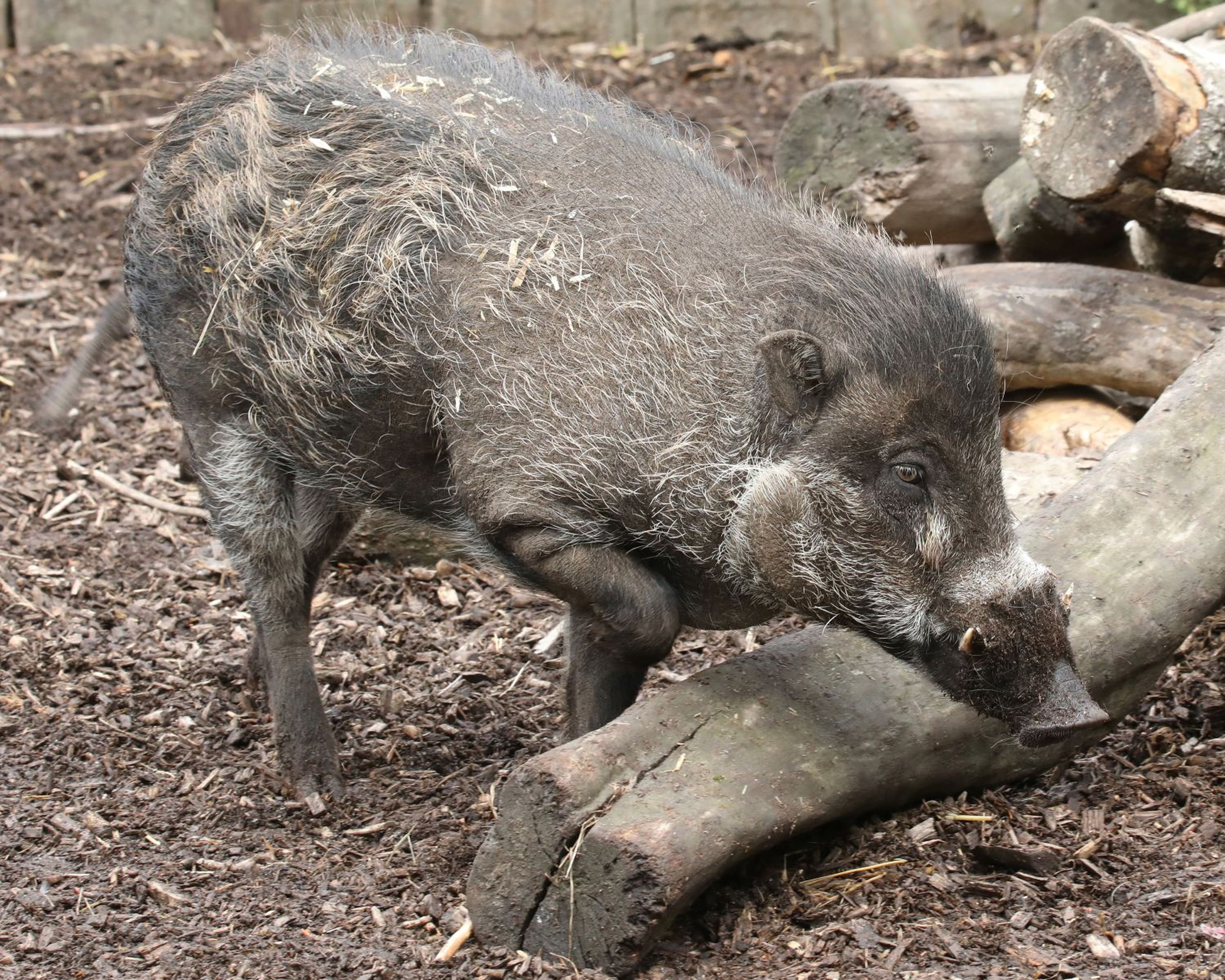 A Visayan warty pig with dark bristly fur and distinct warts on its face stands on a dirt ground near a pile of logs.