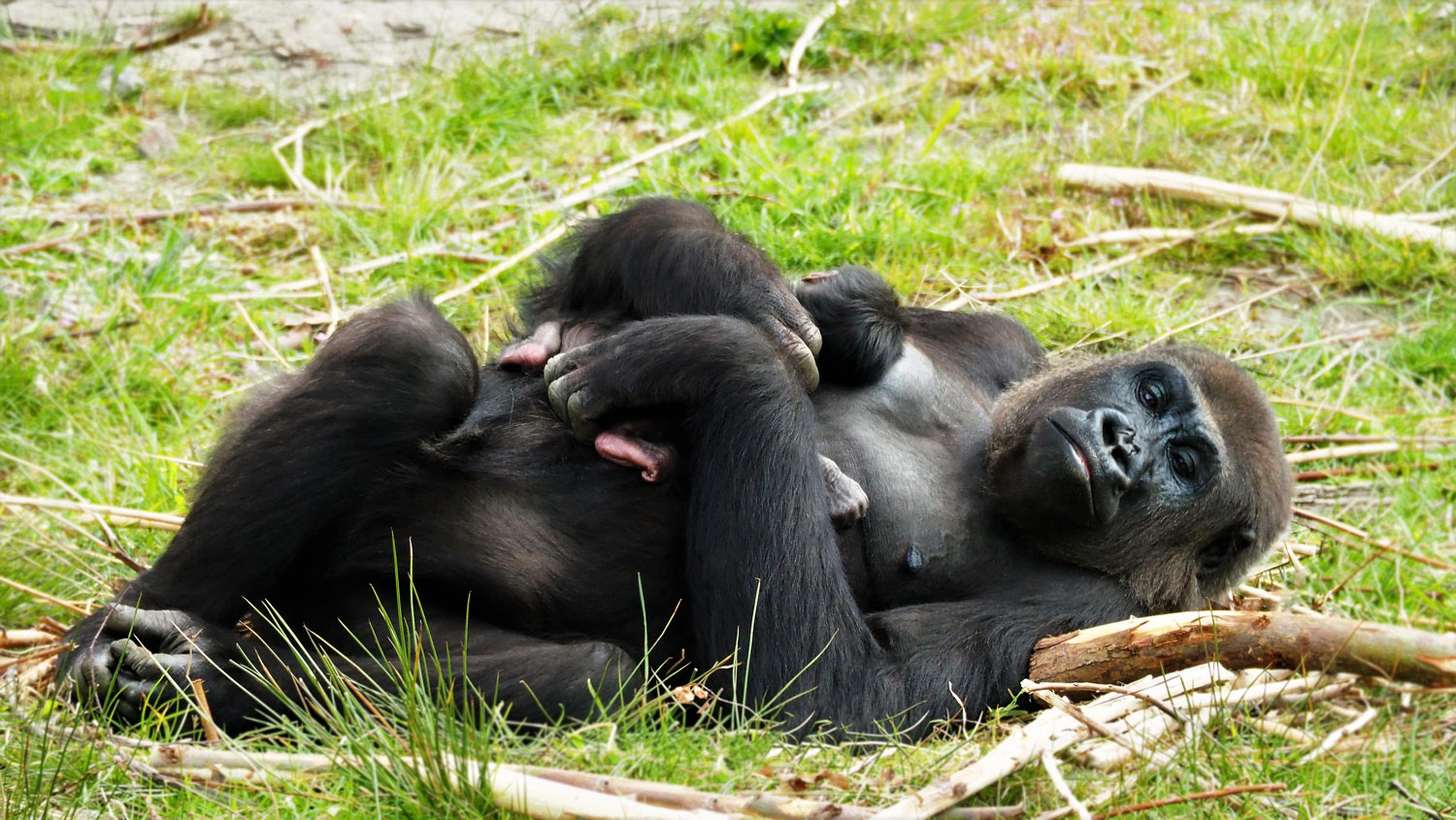 Een gorilla ligt in het gras met haar jong bij Safaripark Beekse Bergen.