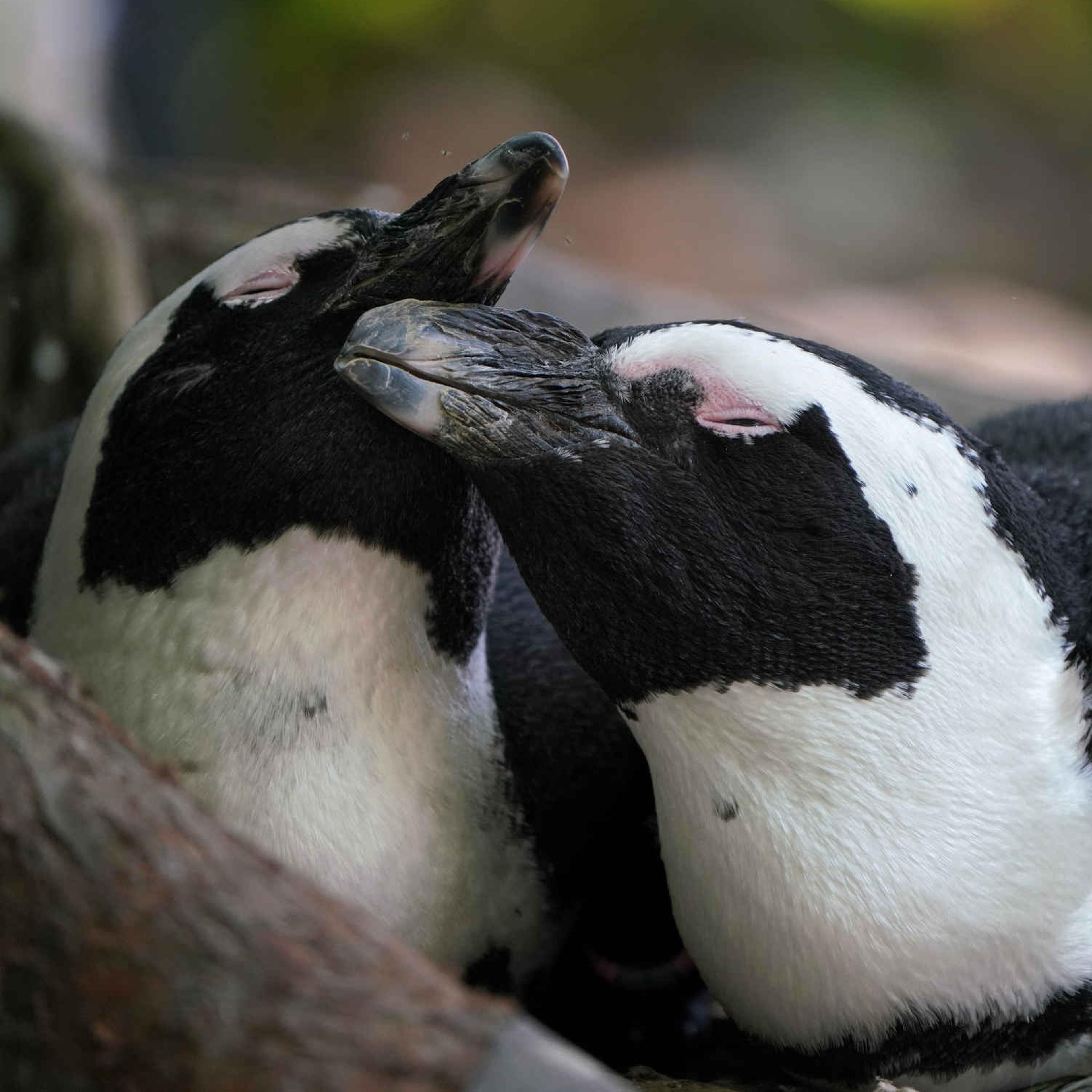 Twee pinguïns liggen samen in het zand bij Boulders Beach bij ZooParc Overloon.
