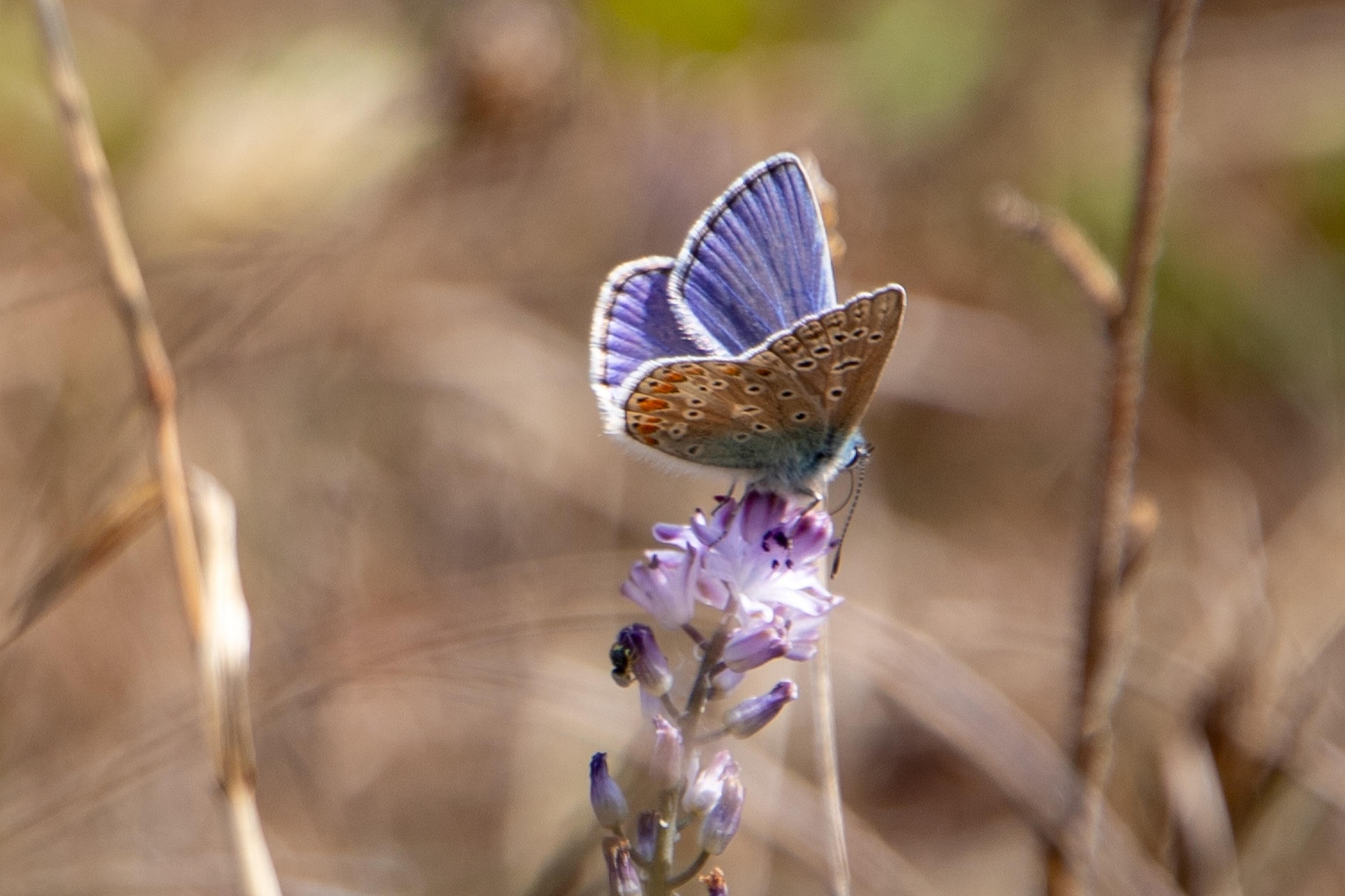 Common blue butterfly at Paignton Zoo's Clennon Gorge nature reserve