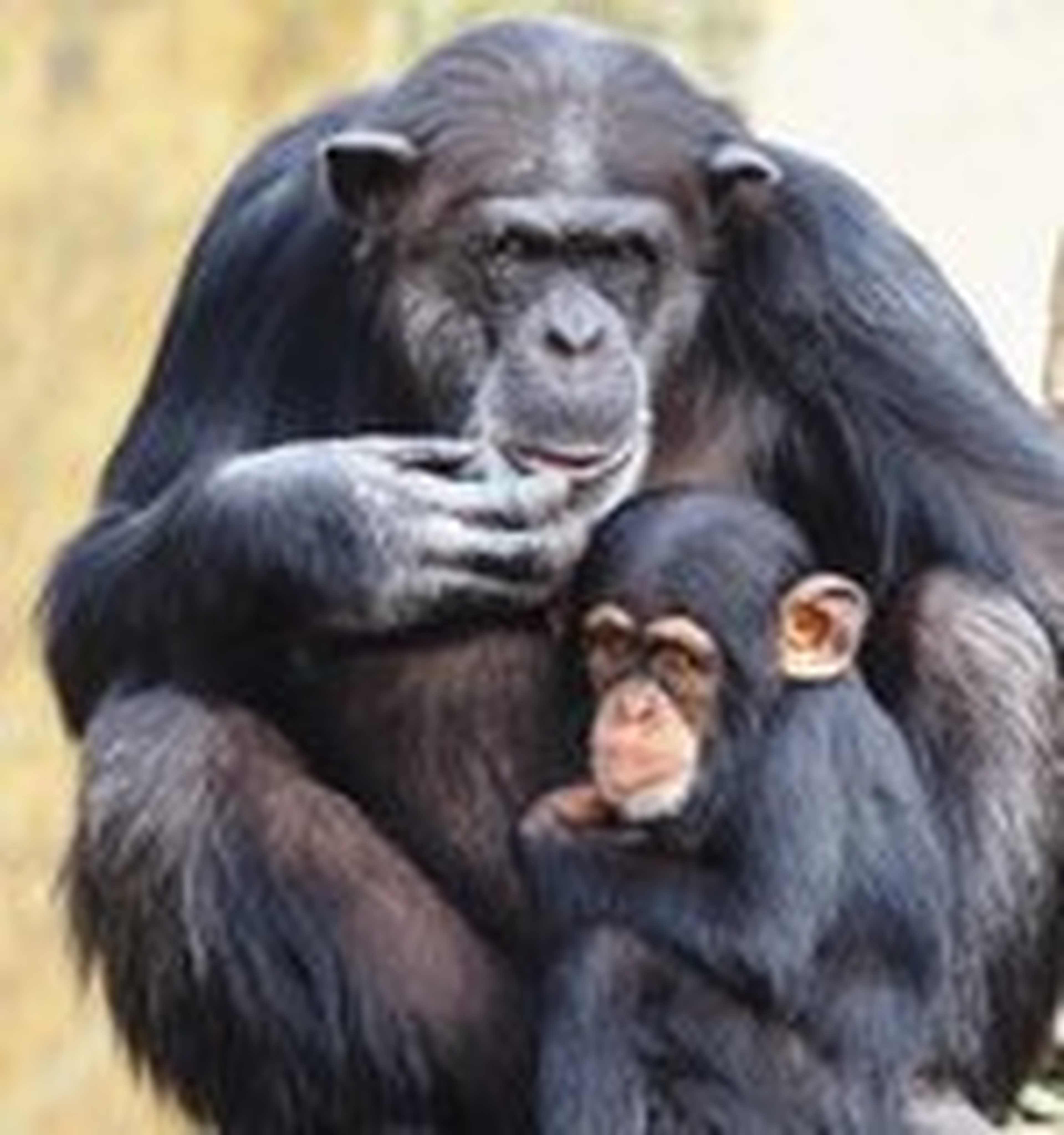 Chimpansee ouder met jong zitten Safaripark Beekse Bergen