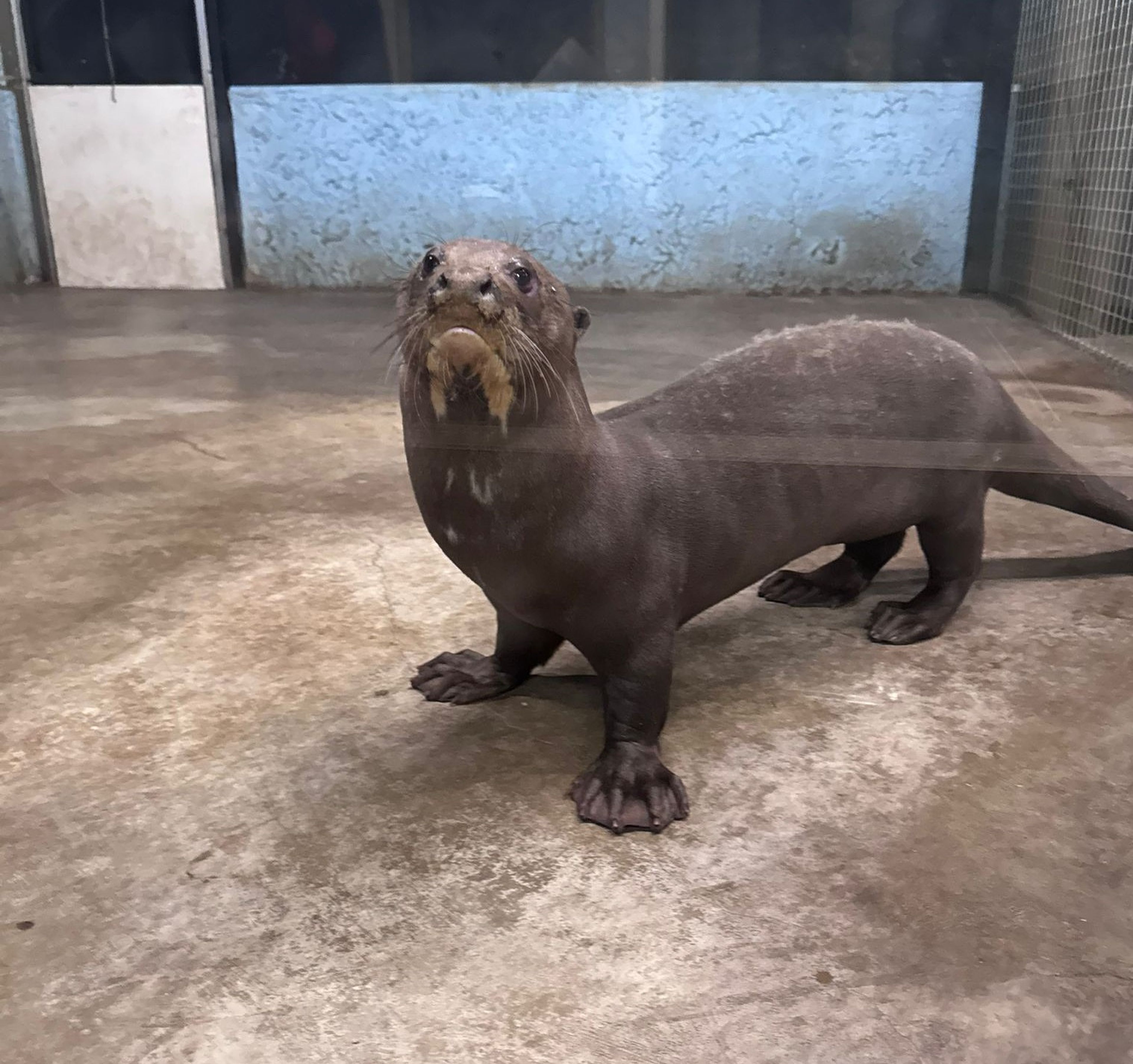 Nieuwe vrouwelijke reuzenotter verkent verblijf in AquaZoo