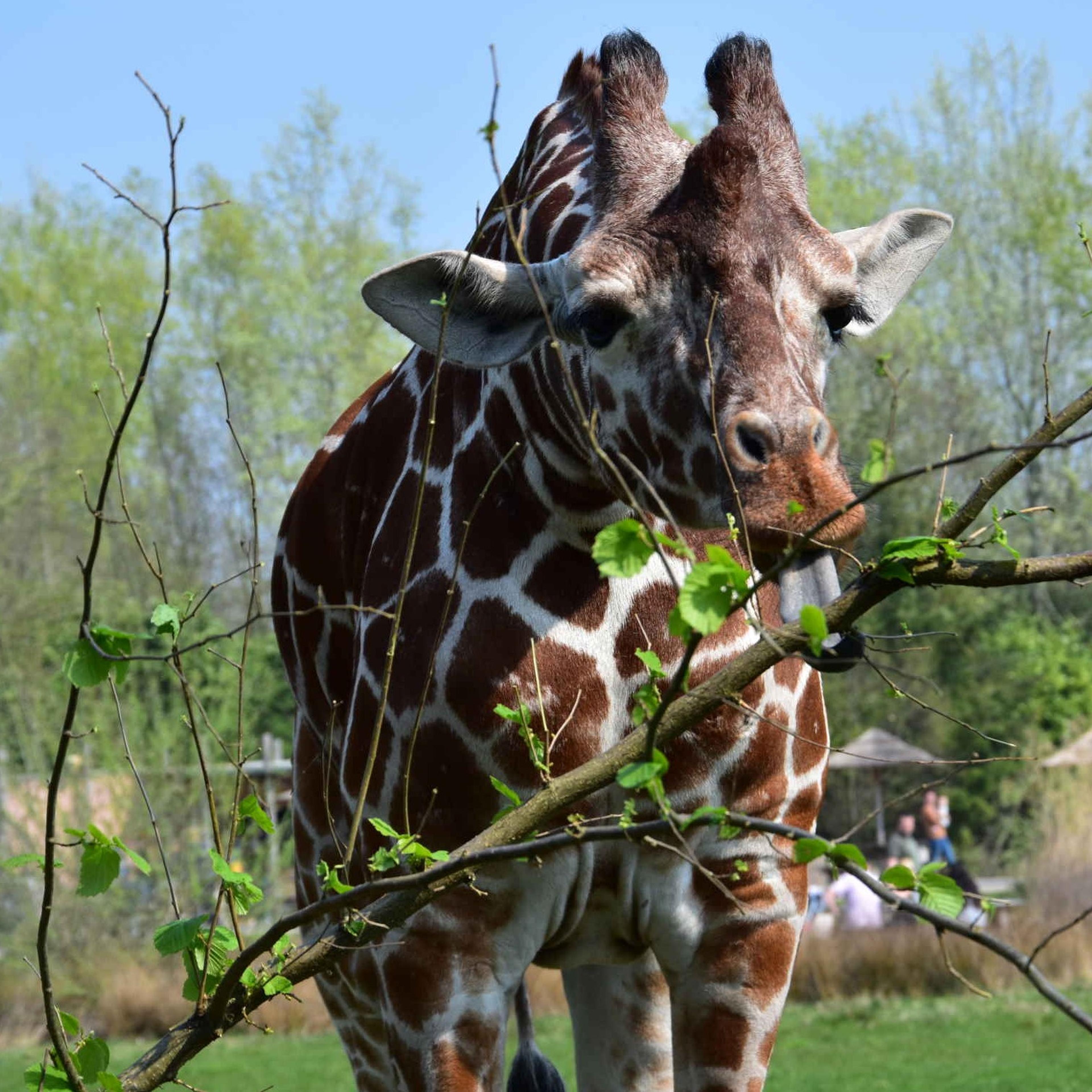 Een netgiraffe eet de bladeren van een tak bij ZooParc Overloon.