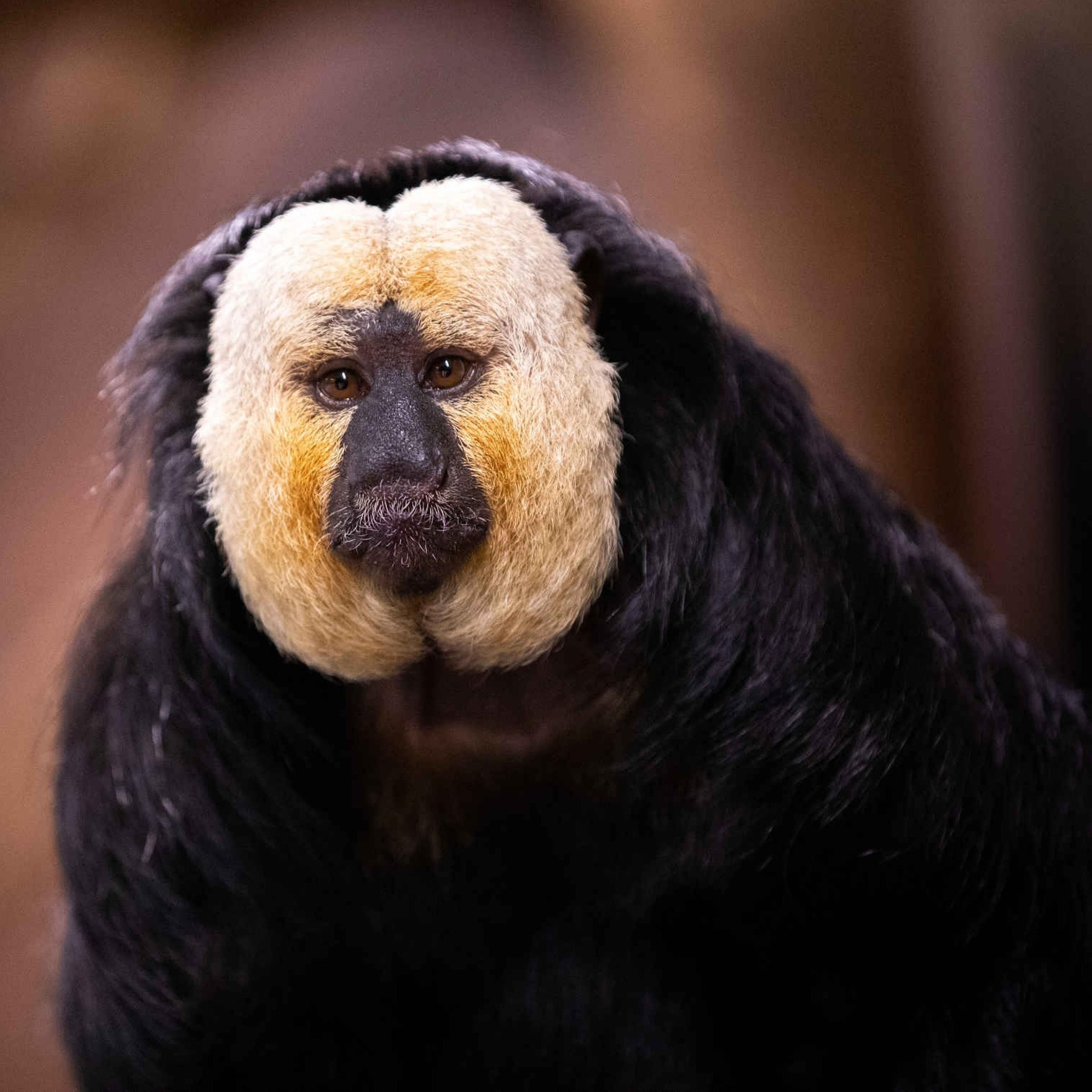 Een witgezichtsaki bij AquaZoo Leeuwarden.