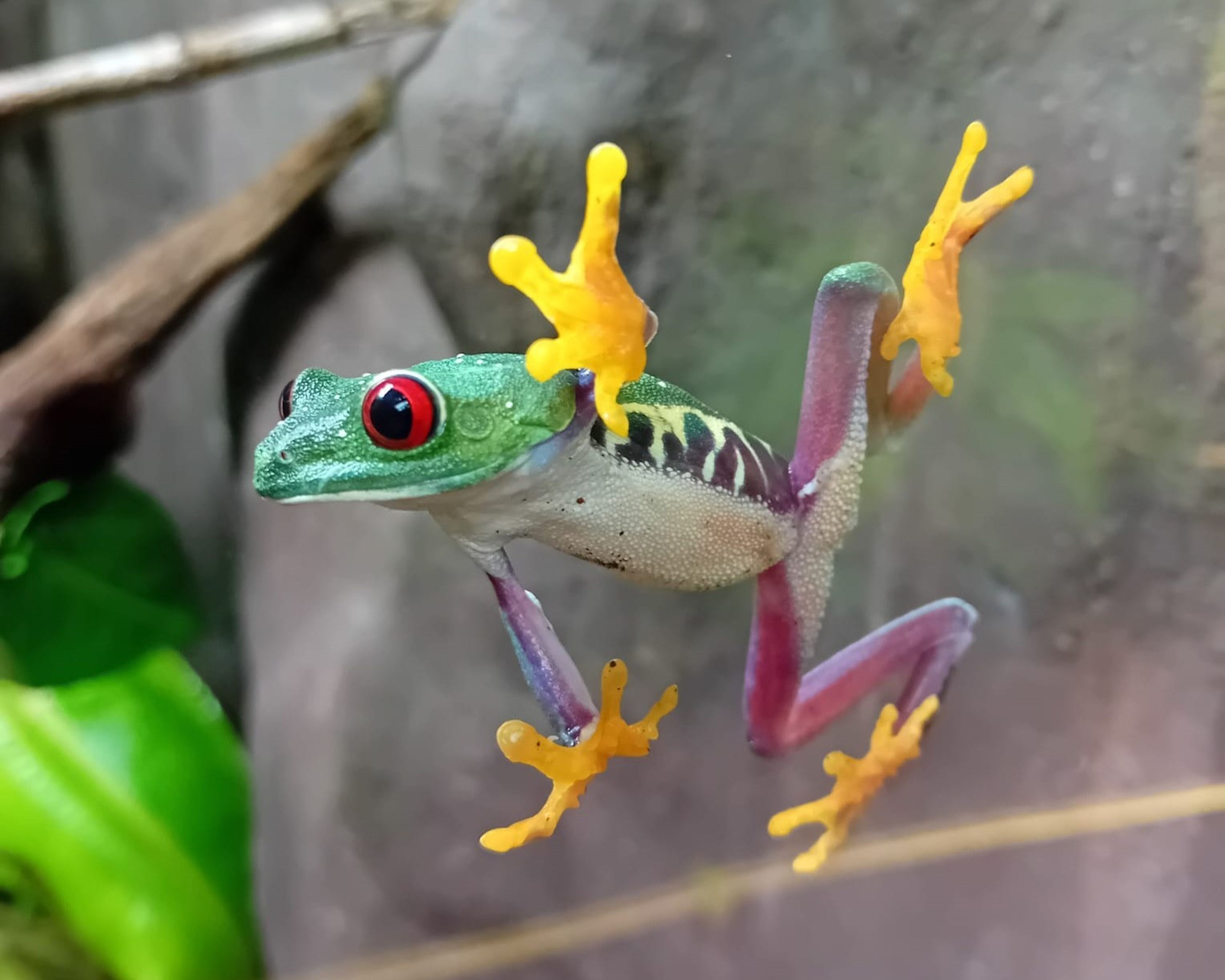 A vibrant red-eyed tree frog clings to a glass surface with its bright orange toes, set against a blurred natural background.