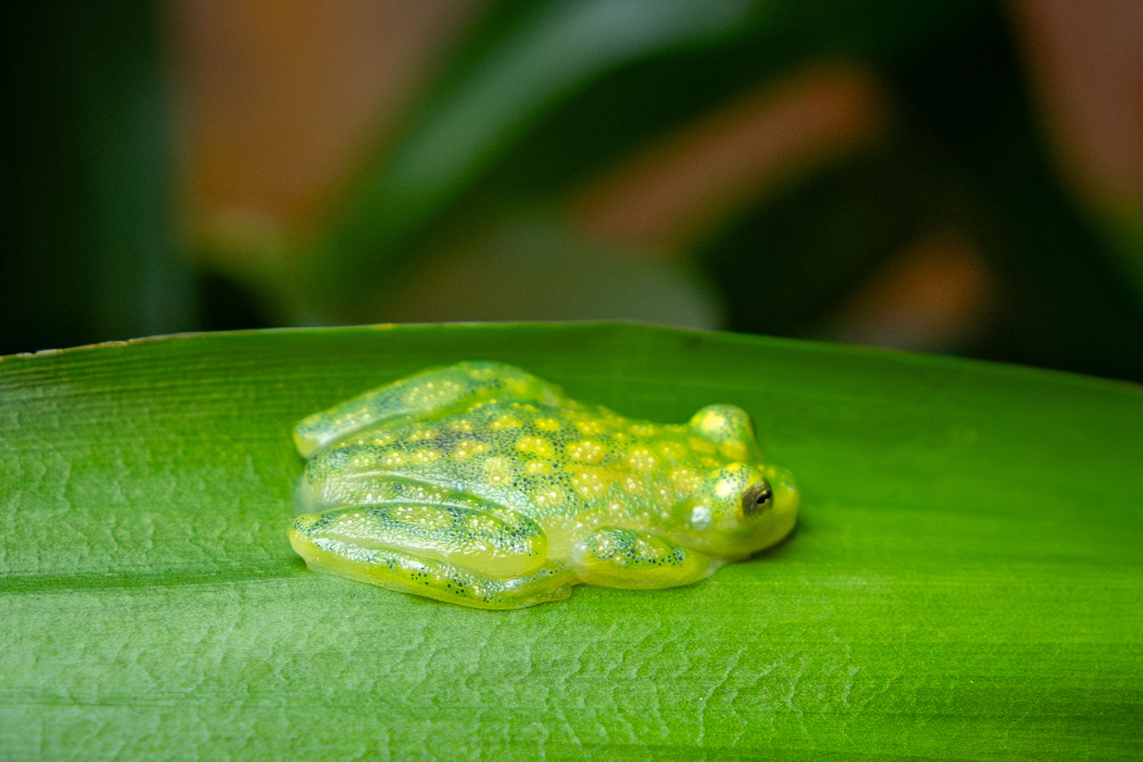 A small, translucent yellow frog with a green speckled pattern rests on a large green leaf.