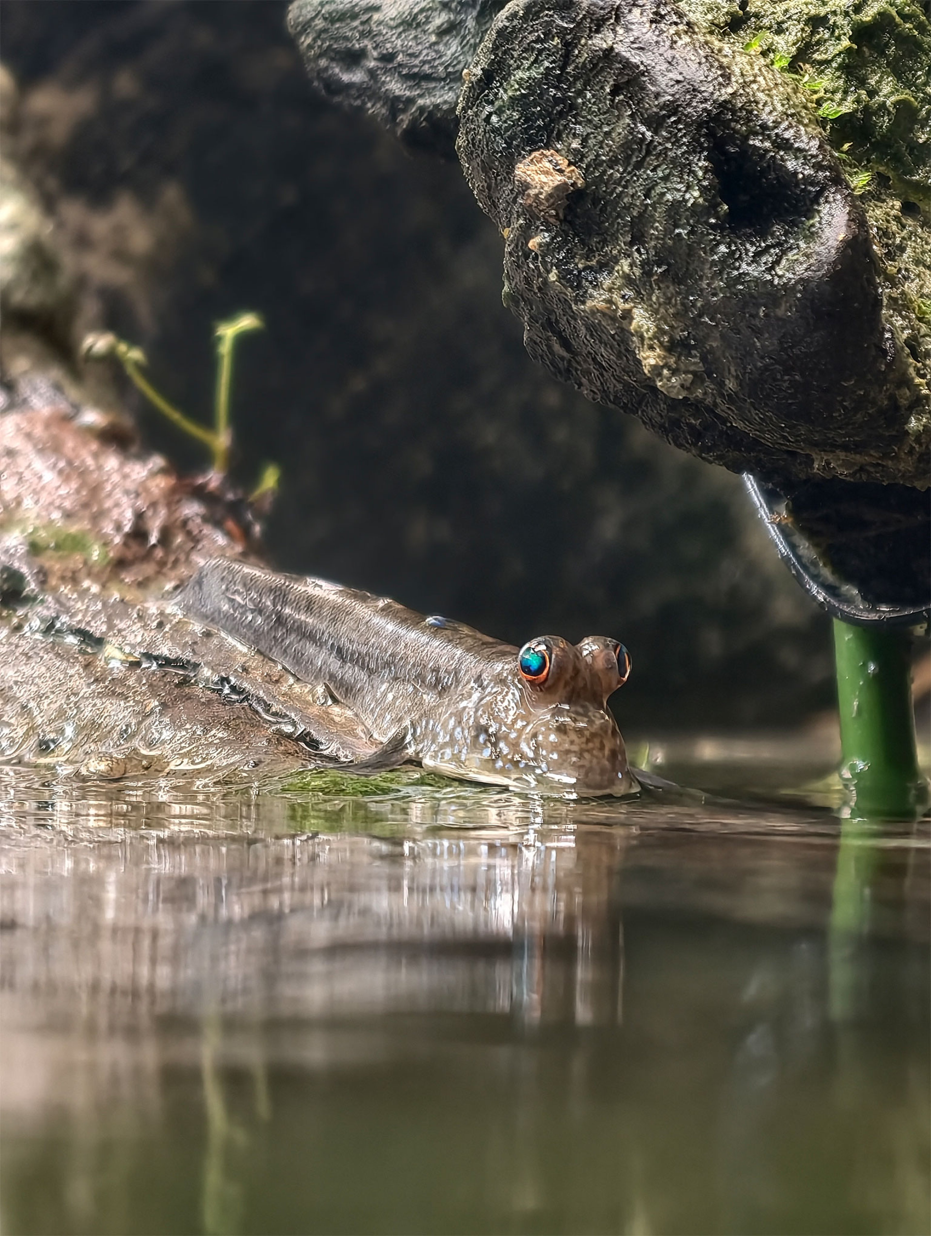 Een slijmvis in AquaZoo Leeuwarden