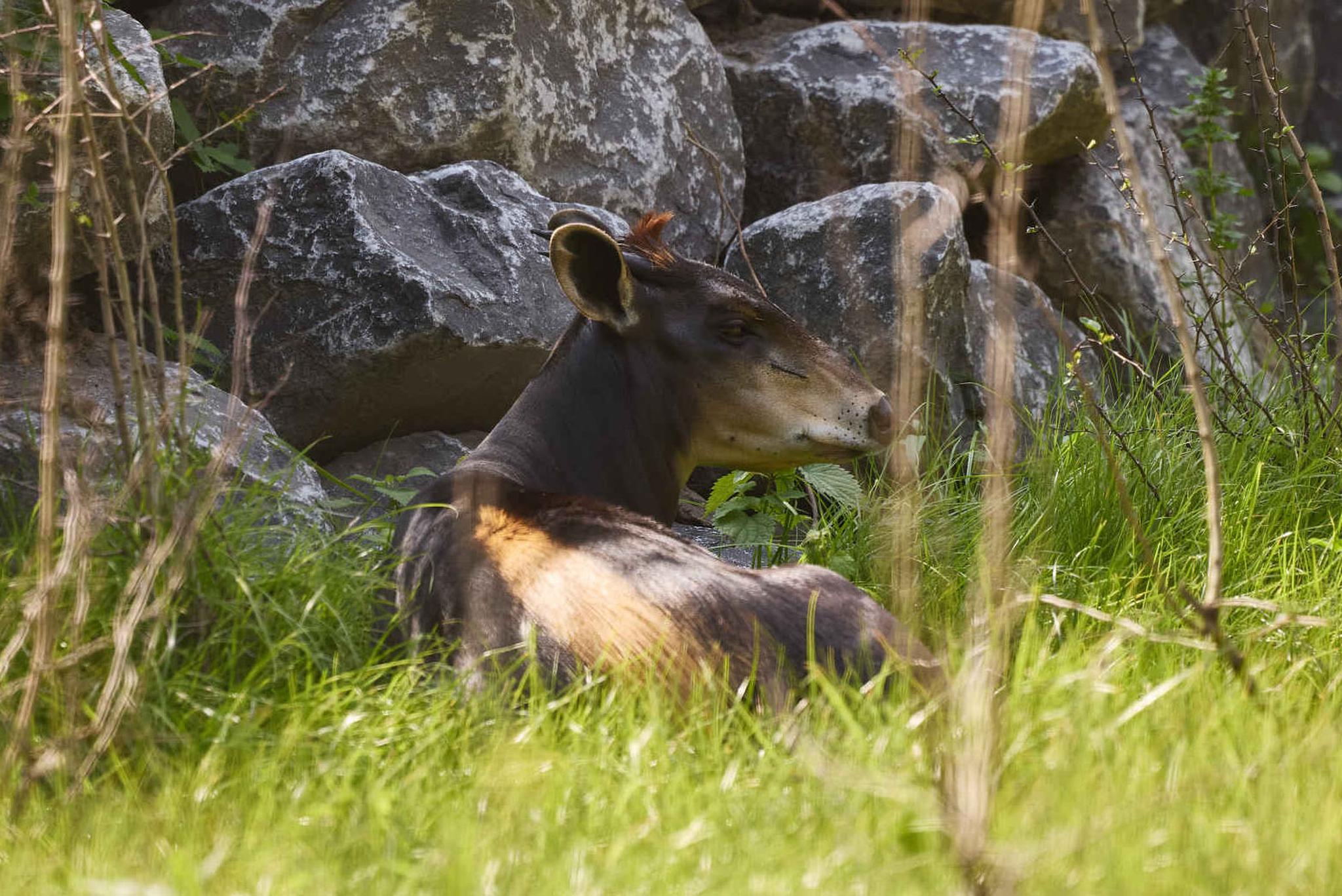 Een geelrugduiker in ZooParc Overloon
