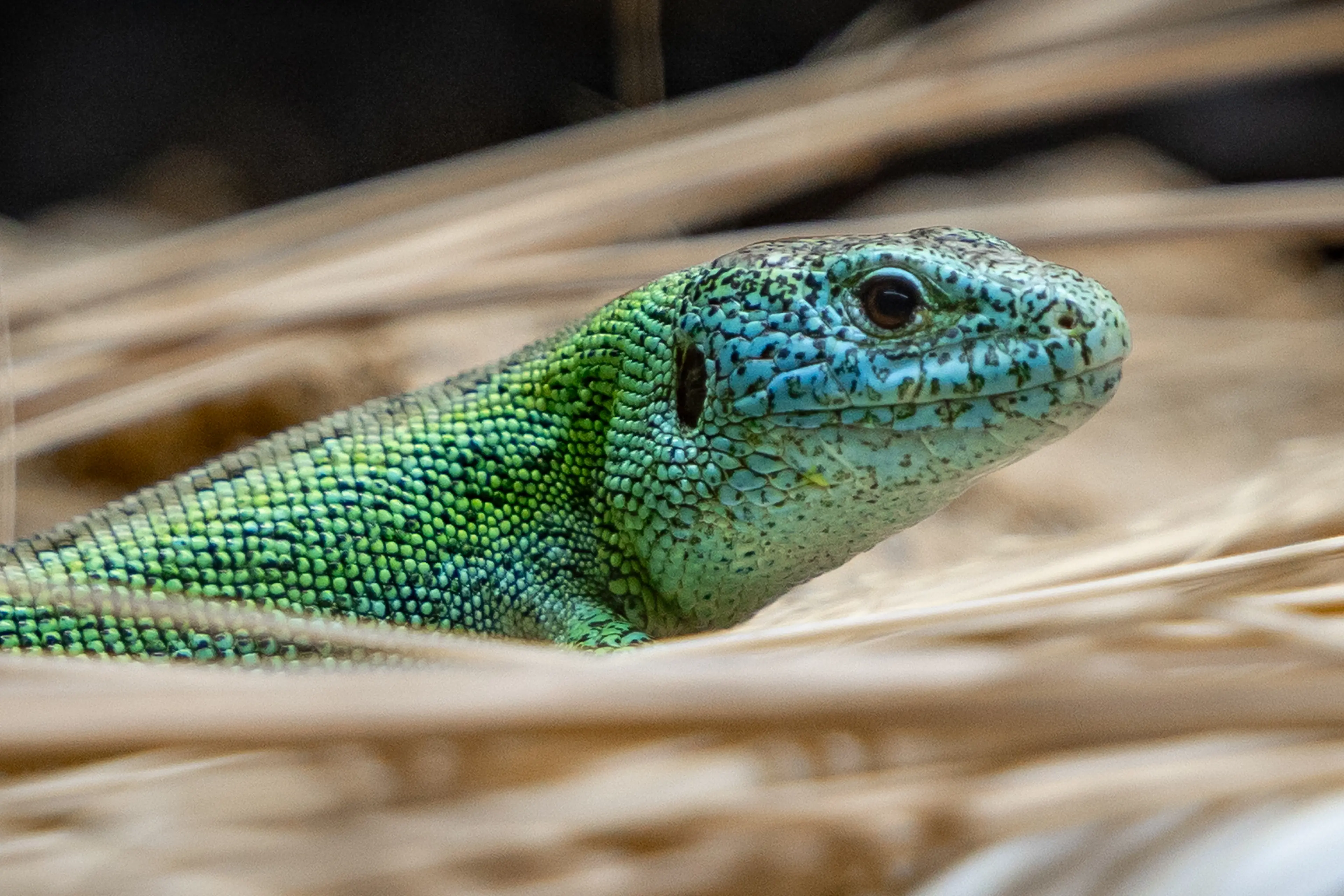 A close-up of a sand lizard with vibrant green and blue scales, partially hidden among dry grass in a natural setting at Paignton Zoo in Devon, UK