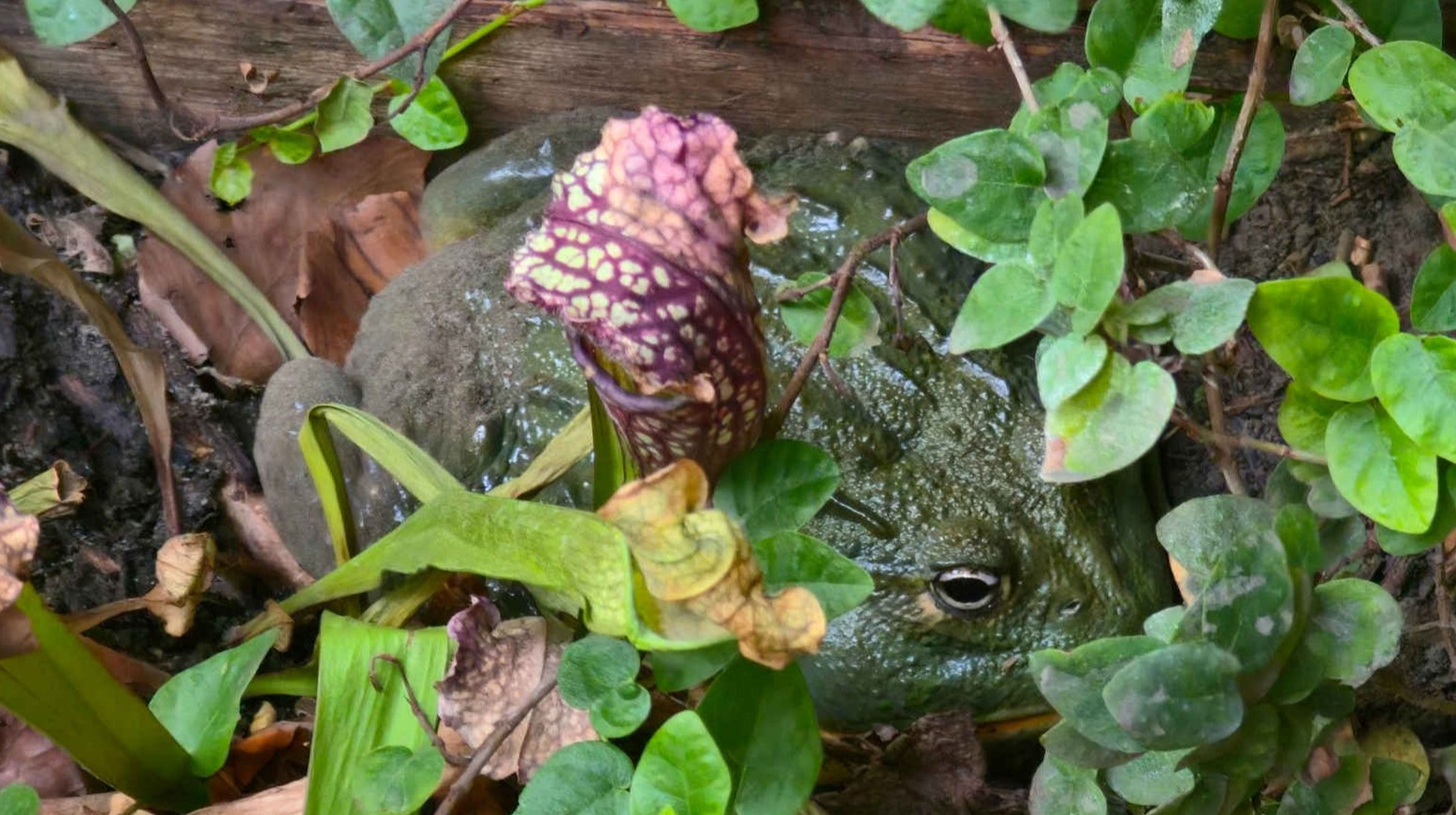 Een Afrikaanse stierkikker tussen de bladeren in ZooParc Overloon