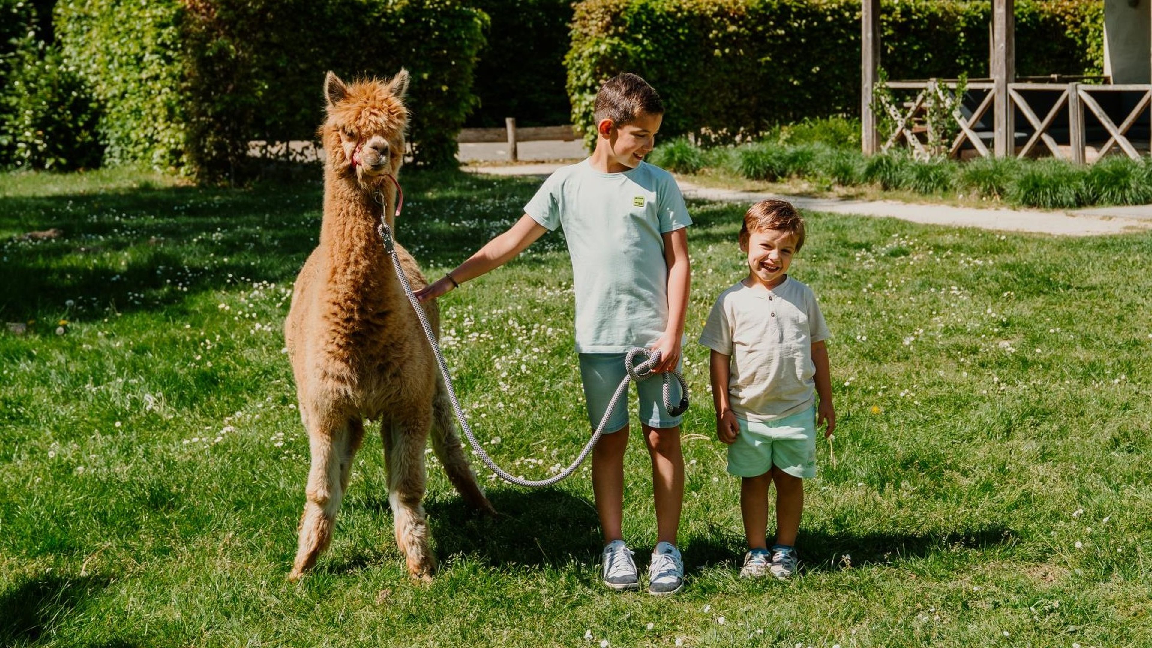 Twee jongens lopen in de zomer met een alpaca over het grasveld bij Vakantiepark Dierenbos.