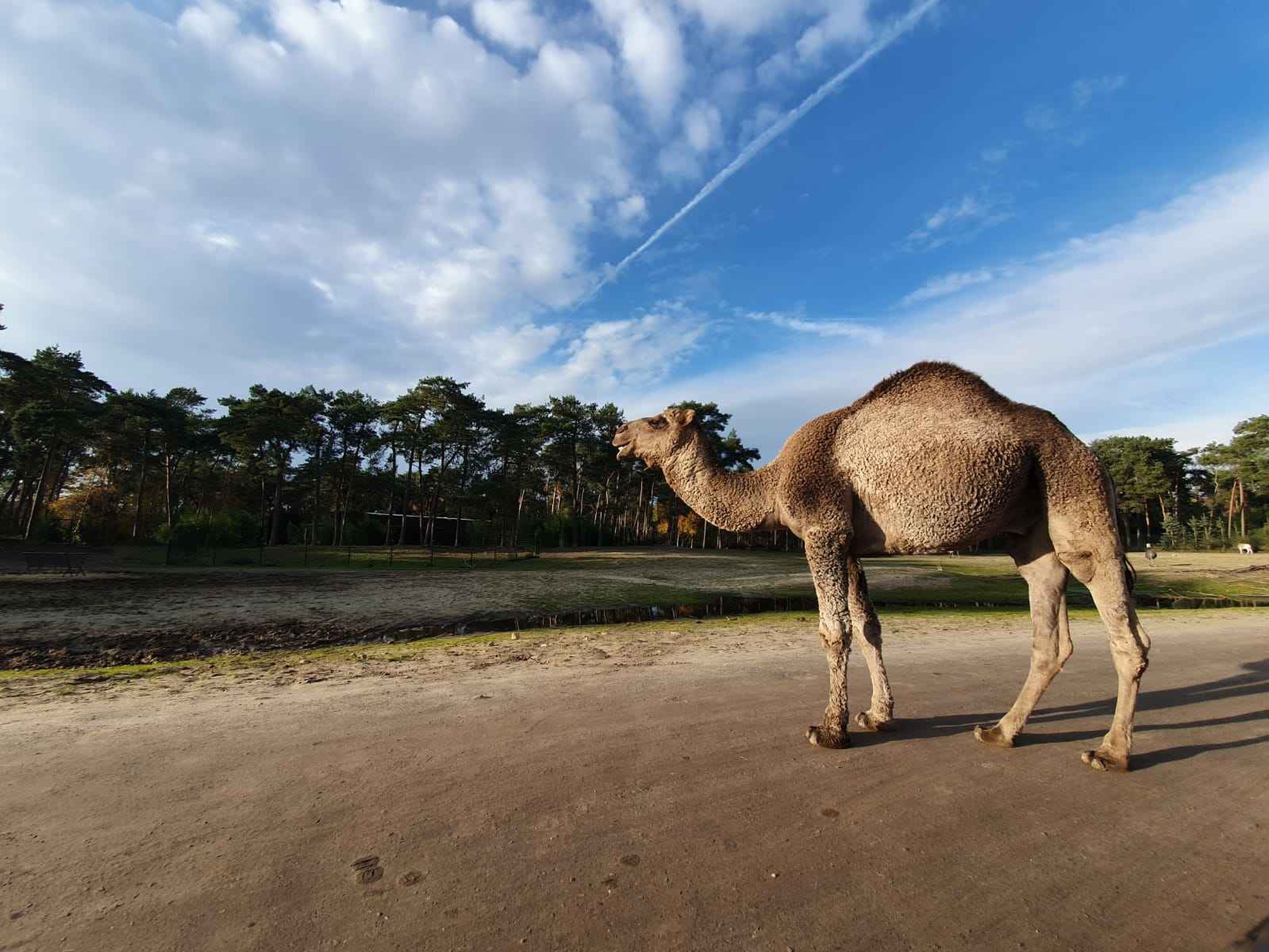 Dromedaris langs de autosafari in Safaripark Beekse Bergen