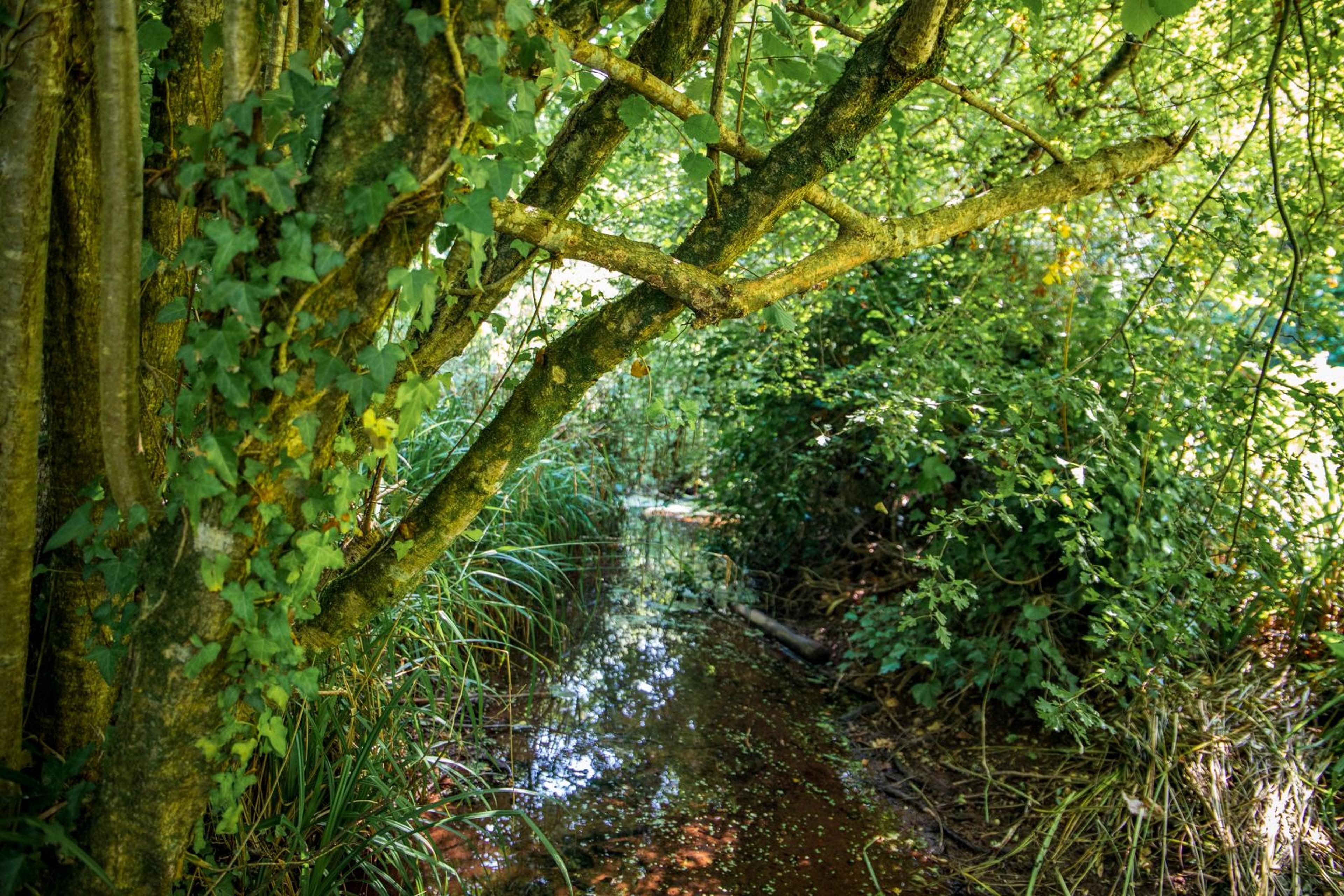 Paignton Zoo's Nature Trail is part of Clennon Gorge wildlife reserve, an endangered temperate rainforest habitat
