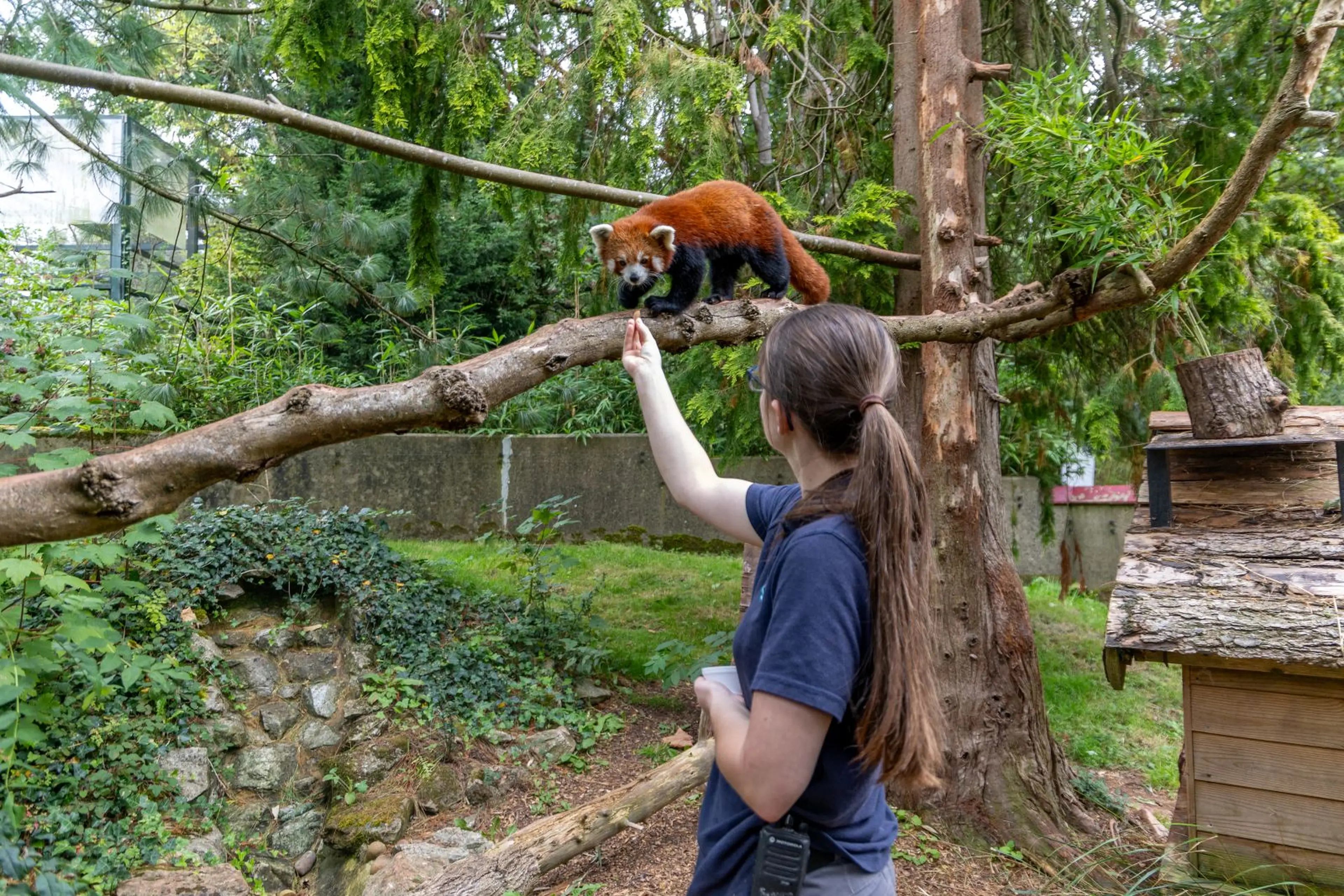 Keeper at Paignton Zoo feeding a red panda on a branch