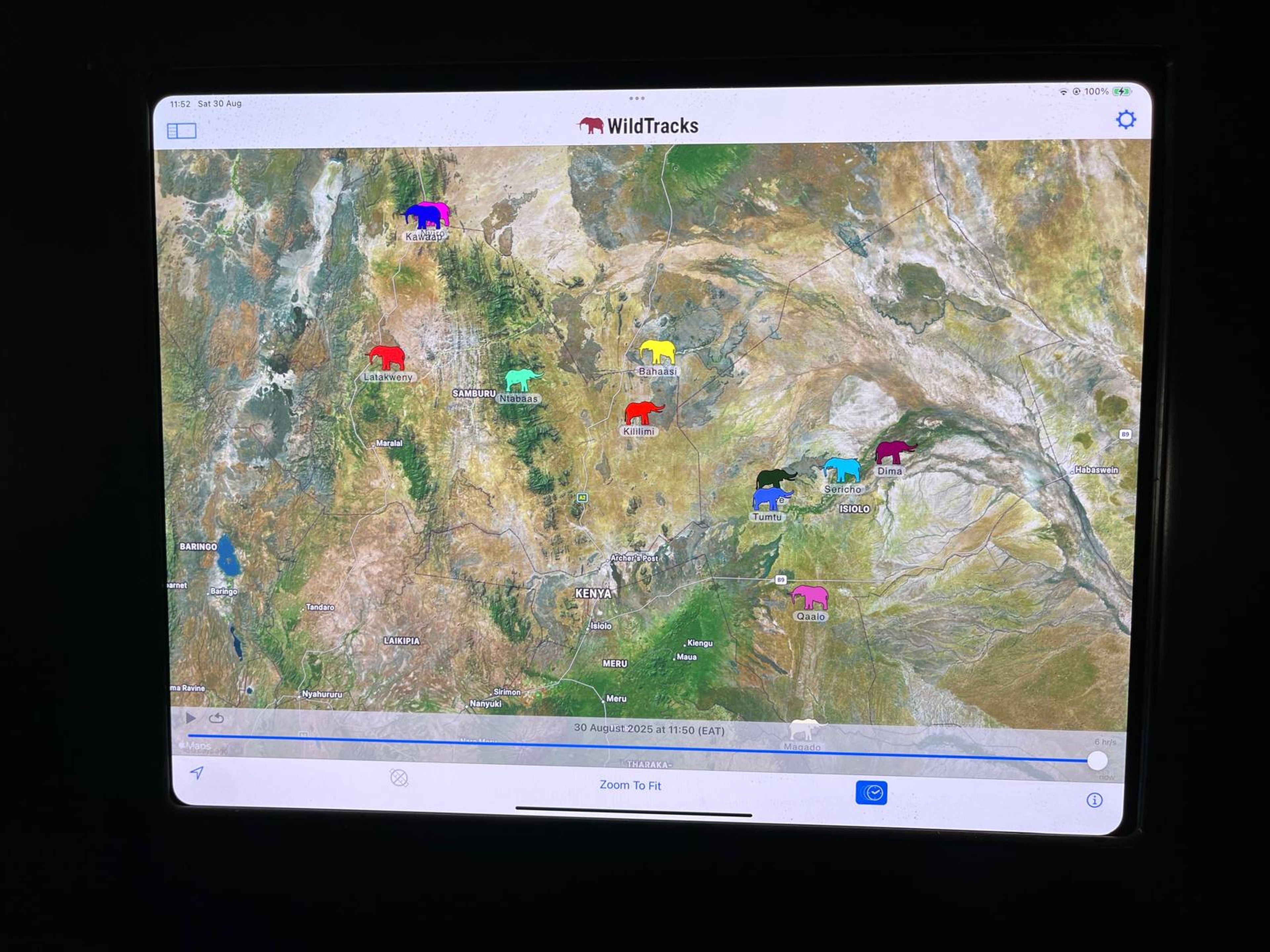 De livelocatie van verschillende olifanten in Kenia.