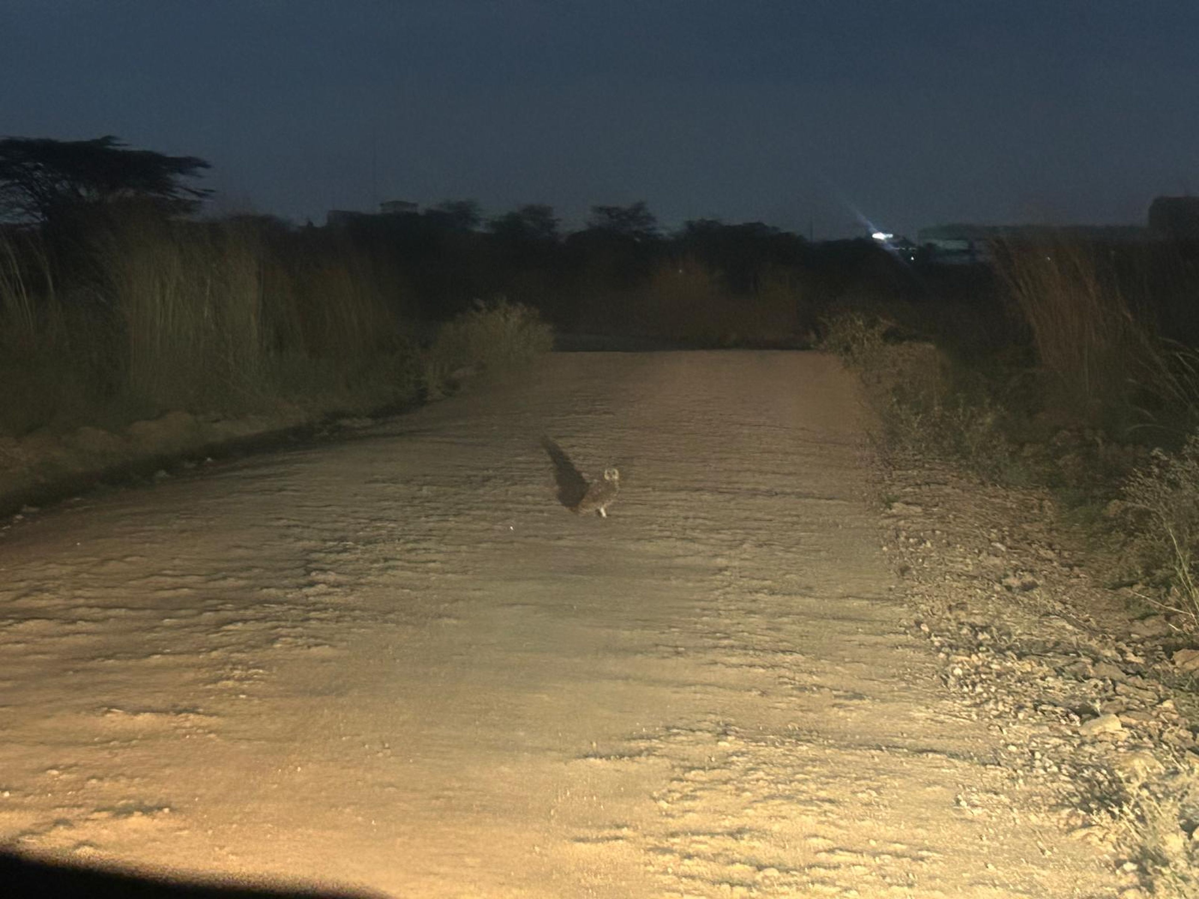 Een uil op de weg in Nairobi National Park in Kenia.