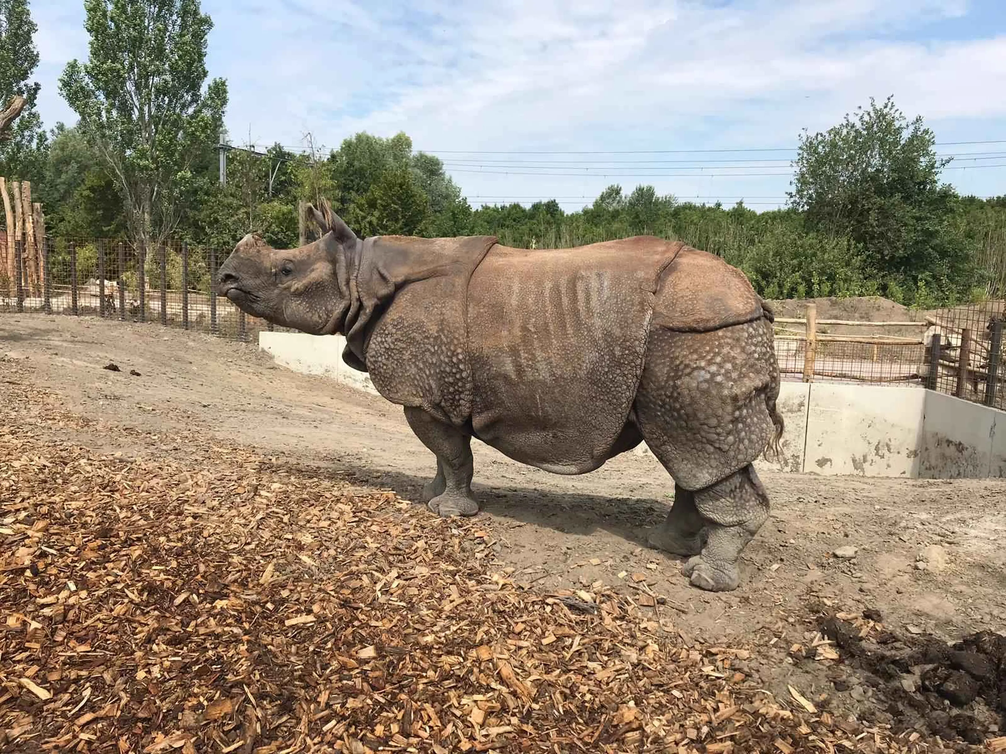 Neushoorn in verblijf Eindhoven Zoo