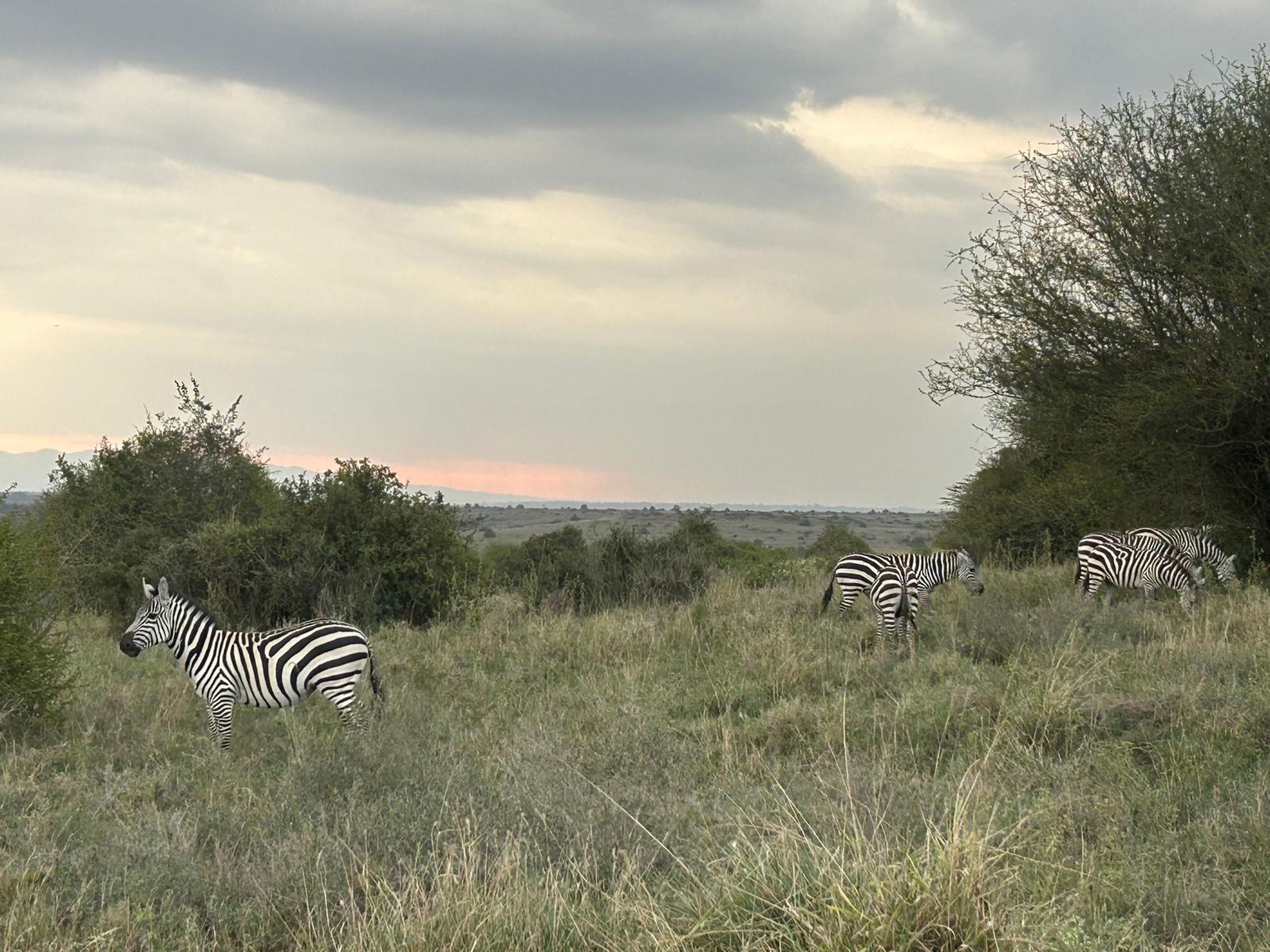 Zebra's in Nairobi National Park in Kenia.