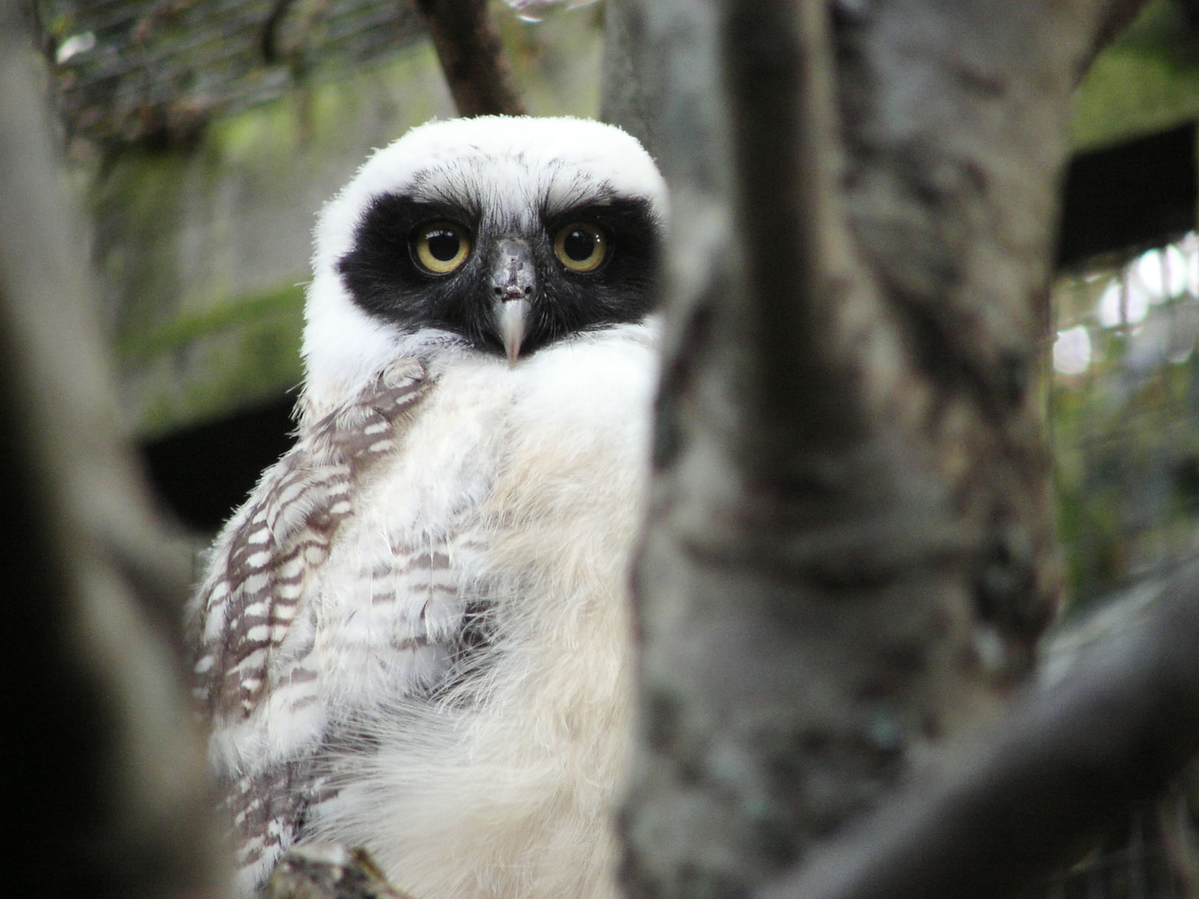 A young owl with striking black and white facial markings peers through tree branches, displaying its fluffy feathers and round yellow eyes.