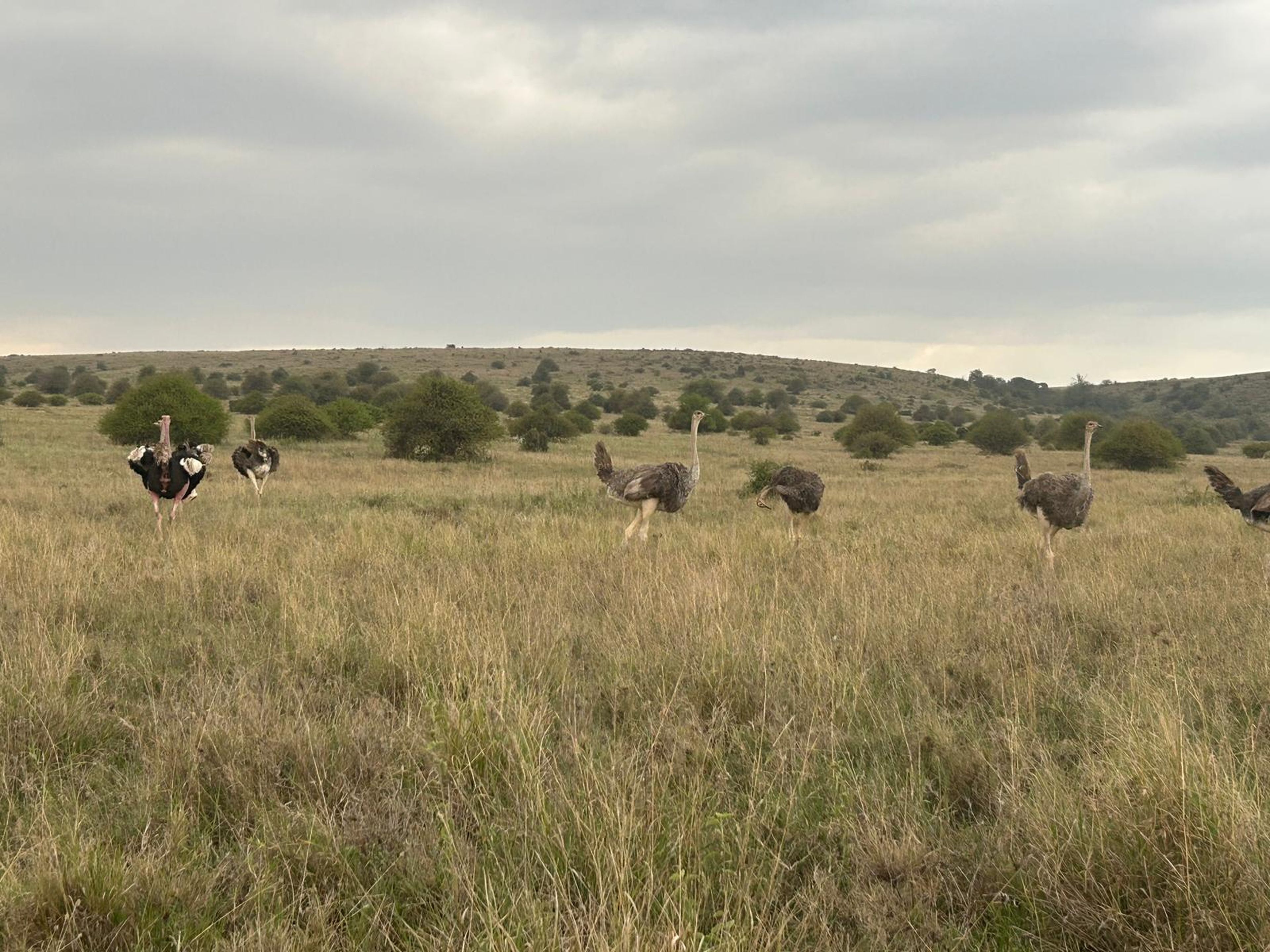 Struisvogels in Nairobi National Park in Kenia.