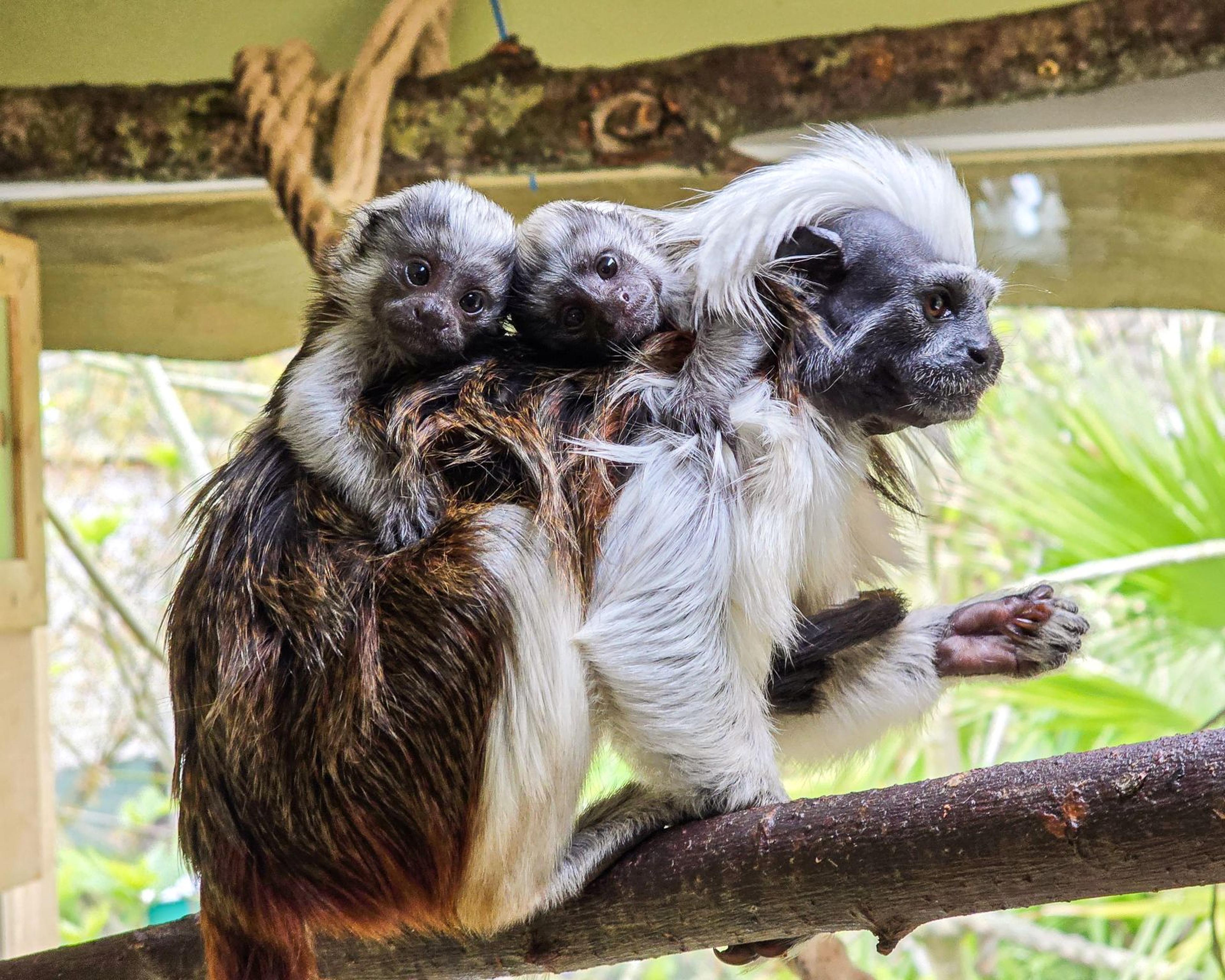 A tamarin monkey with distinctive white hair sits on a branch, carrying two baby tamarins on its back, in a lush, green environment.
