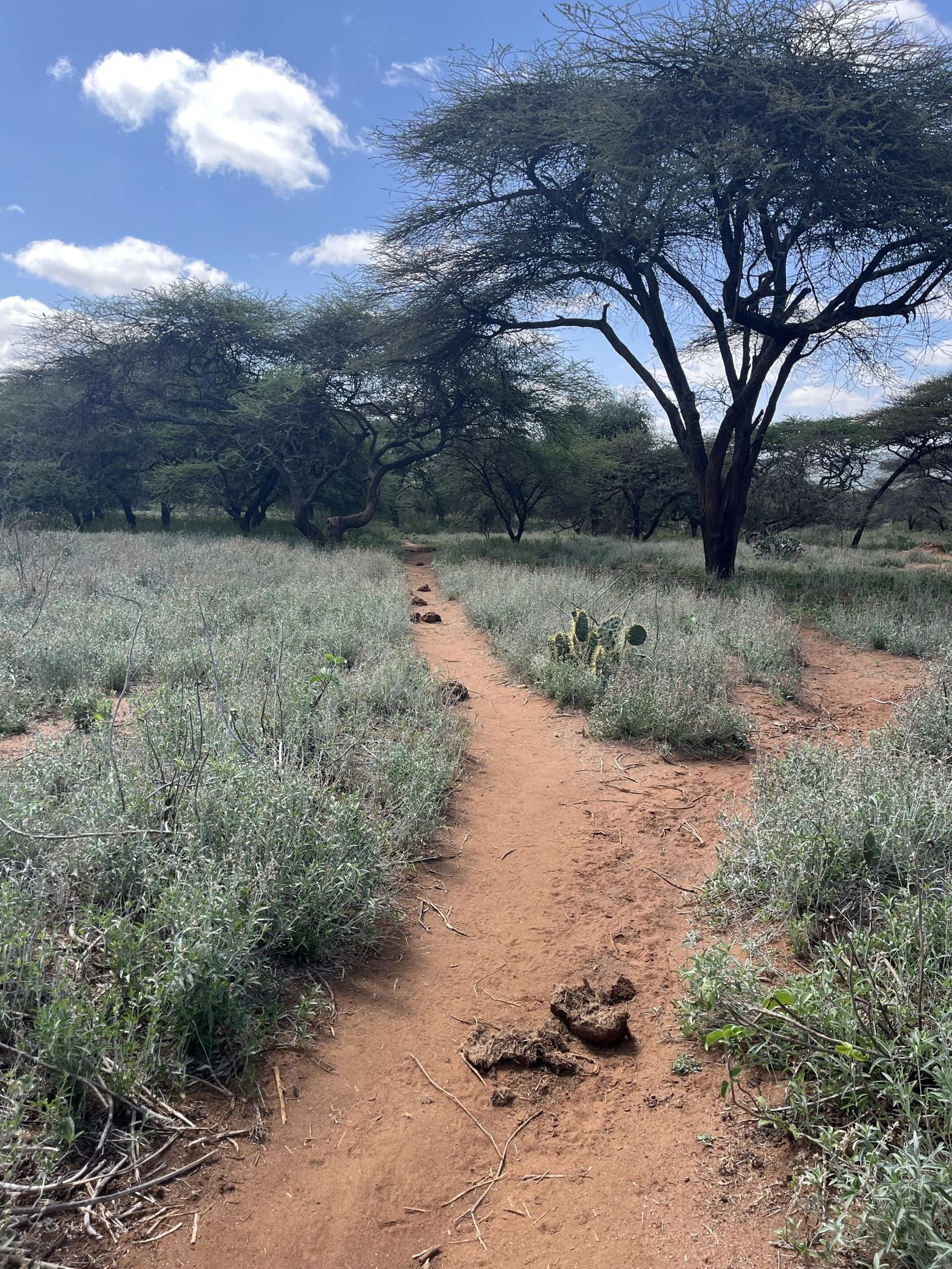 Een olifantenpad in Kenia.