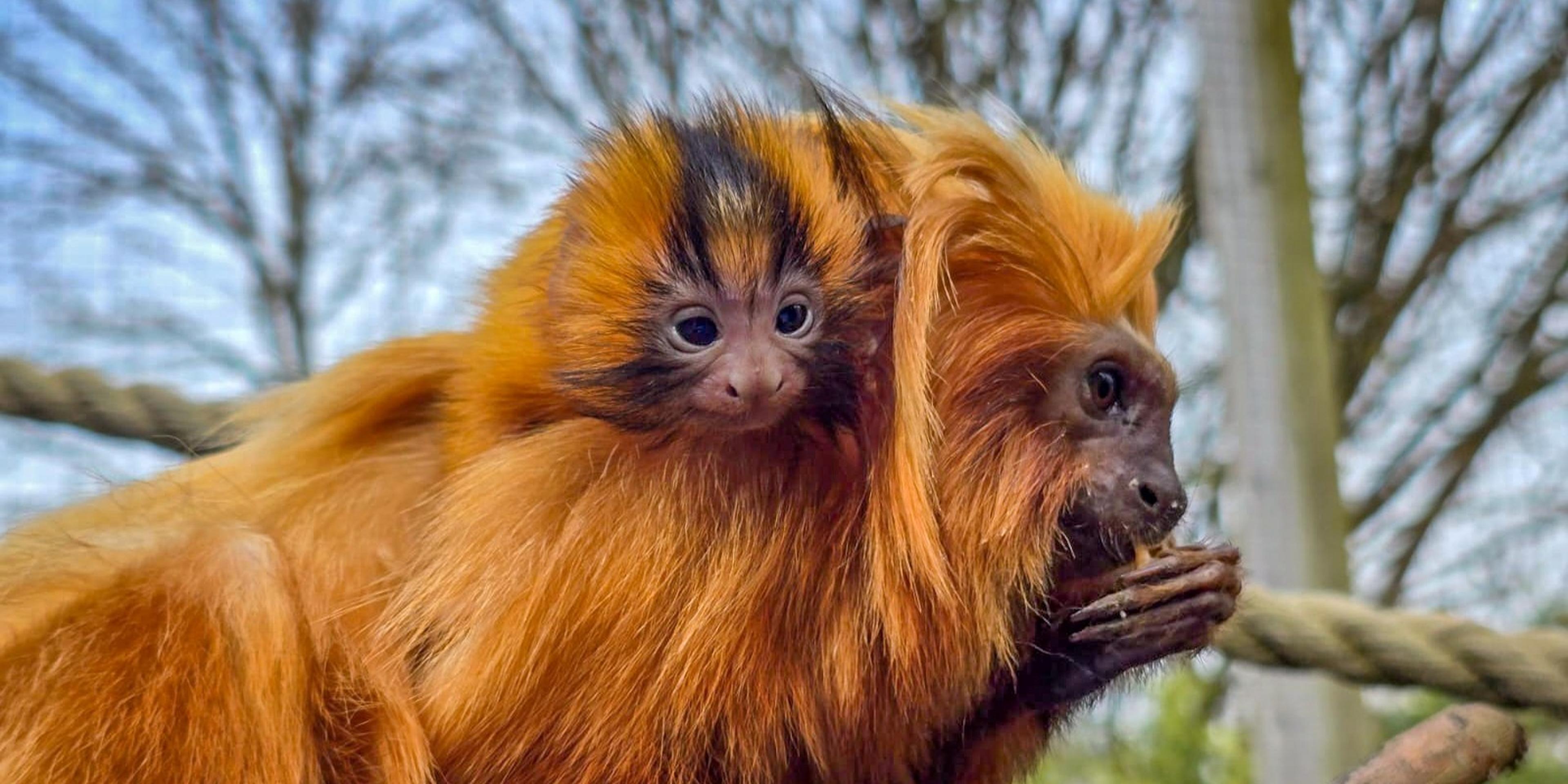 Adorable tiny golden lion tamarin monkey baby on mothers back at Newquay Zoo