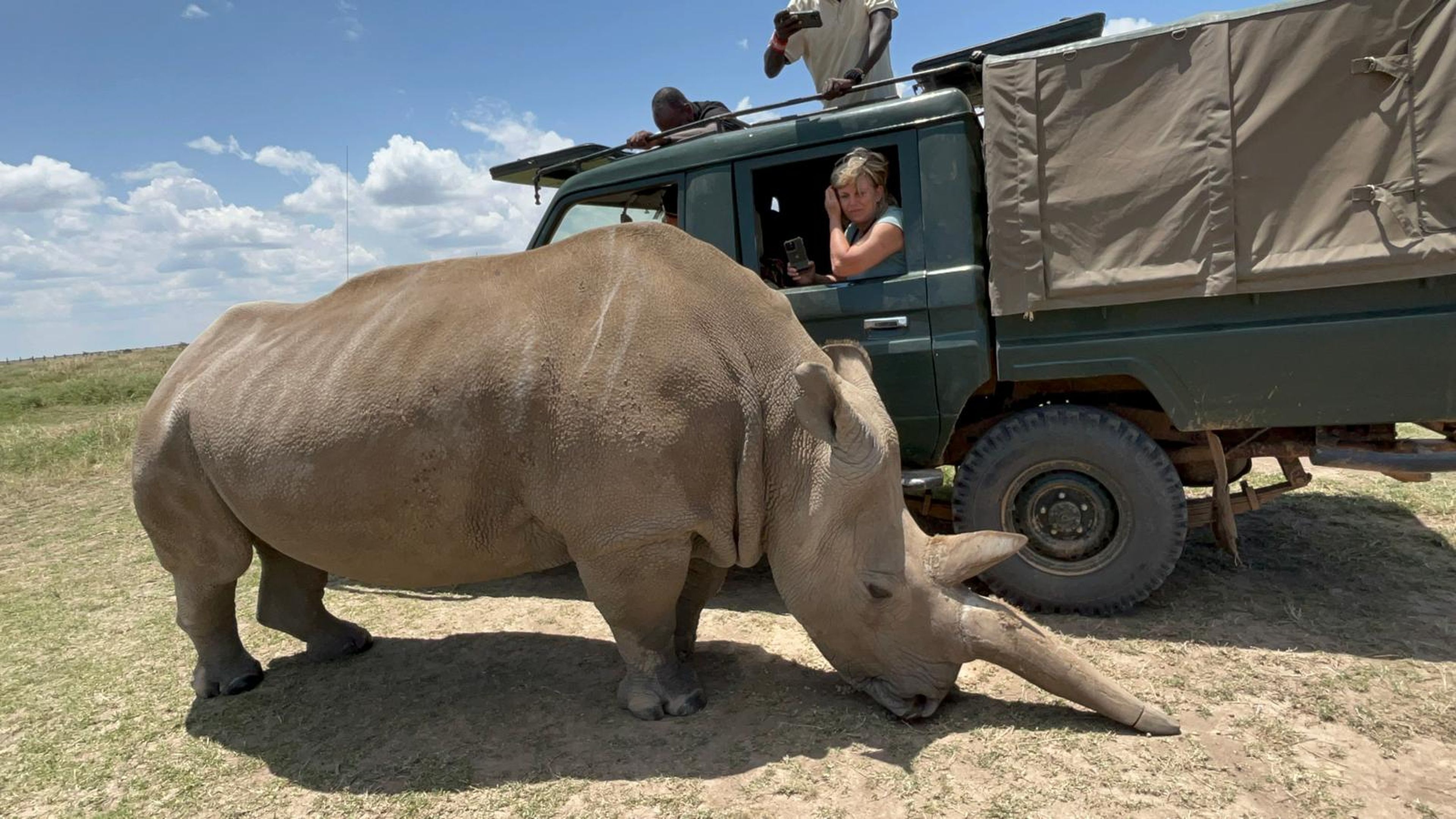 Een noordelijke breedlipneushoorn langs de jeep in een beschermd park in Kenia.