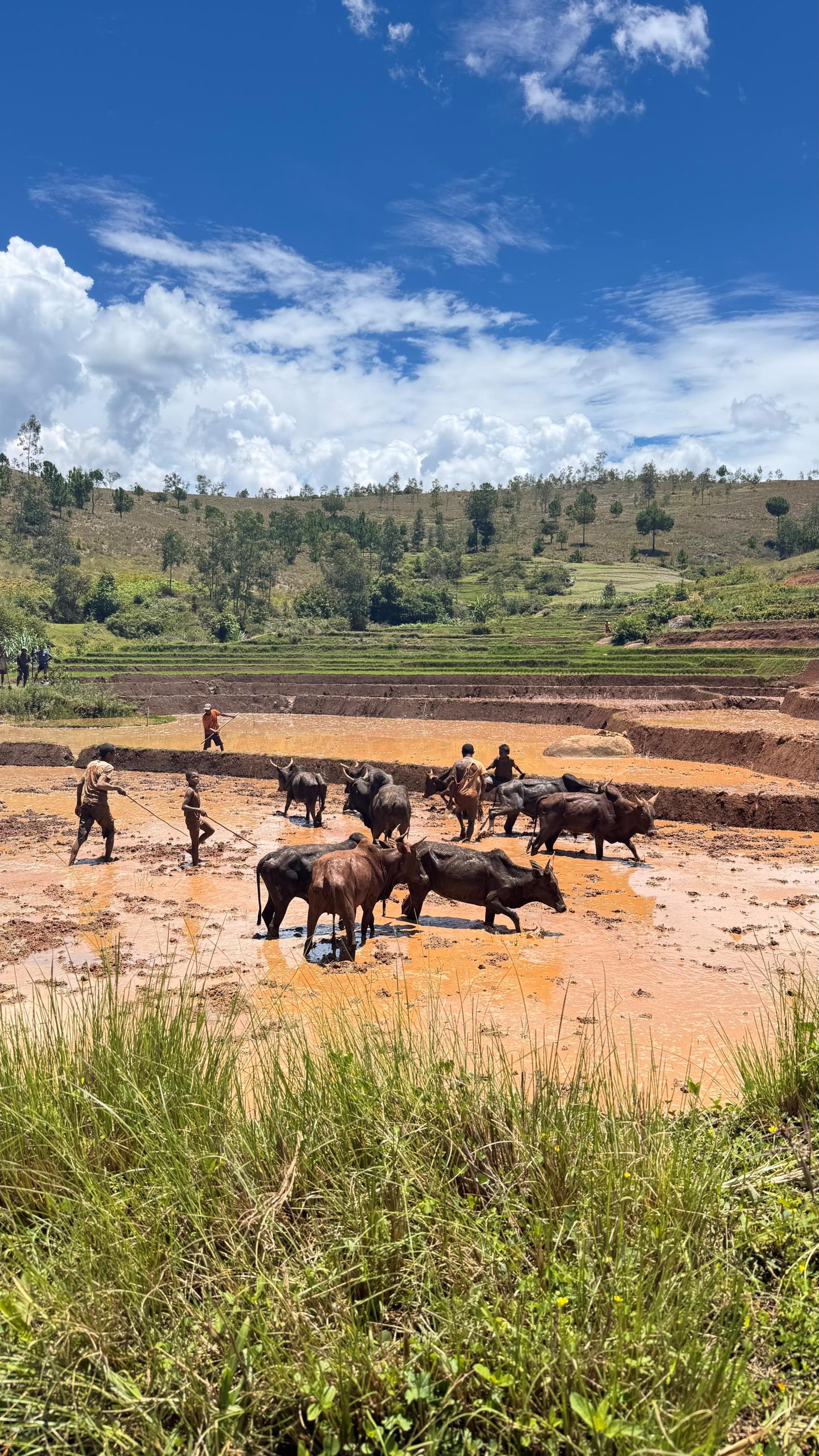 Een foto van een landbouwgebied in Madagaskar, hier draagt de Nederlandse Vereniging van Dierentuinen bij aan een natuurherstelproject, waaronder Eindhoven Zoo.
