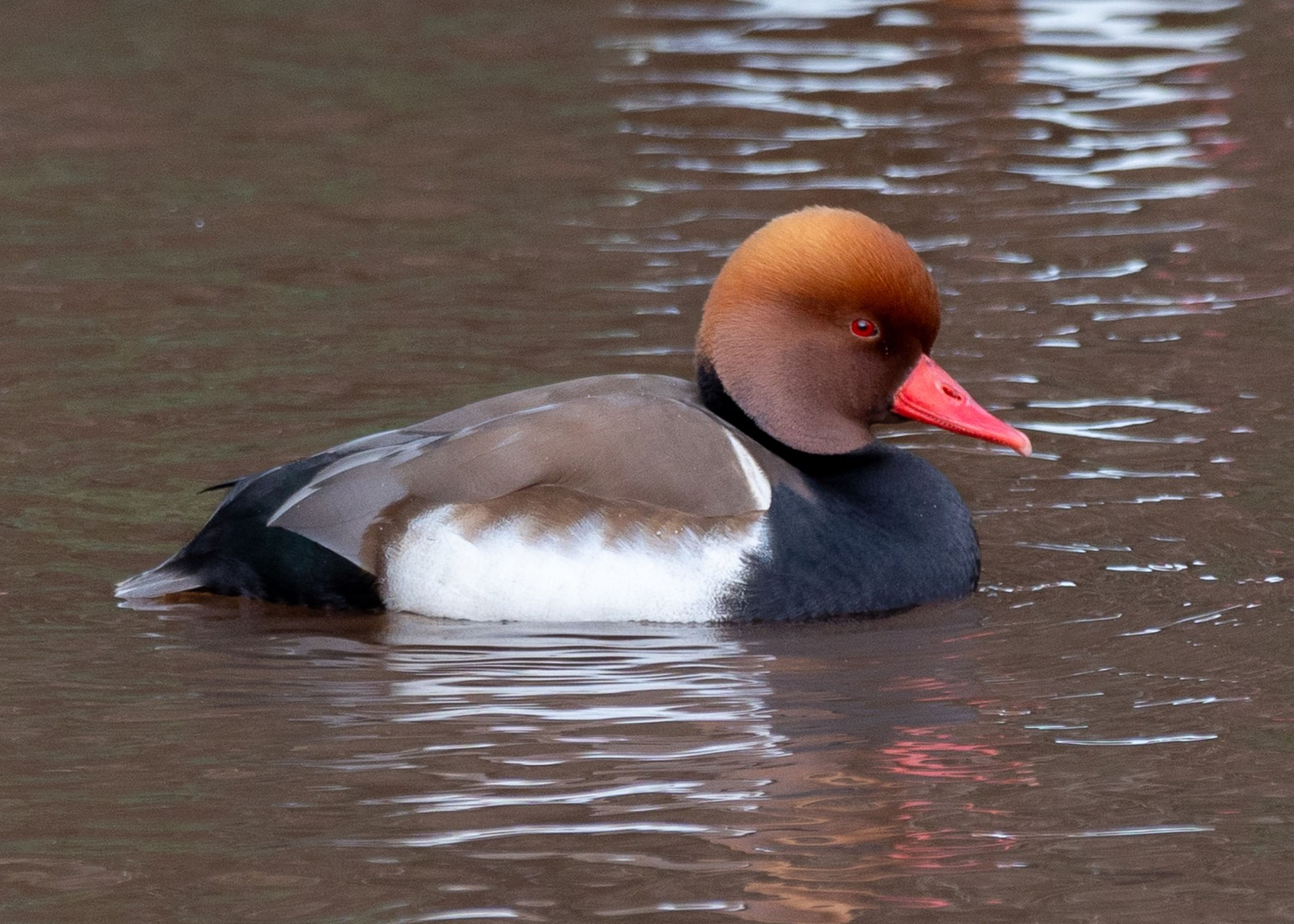 A red-crested pochard with vibrant orange head and red beak swims in calm brown water.