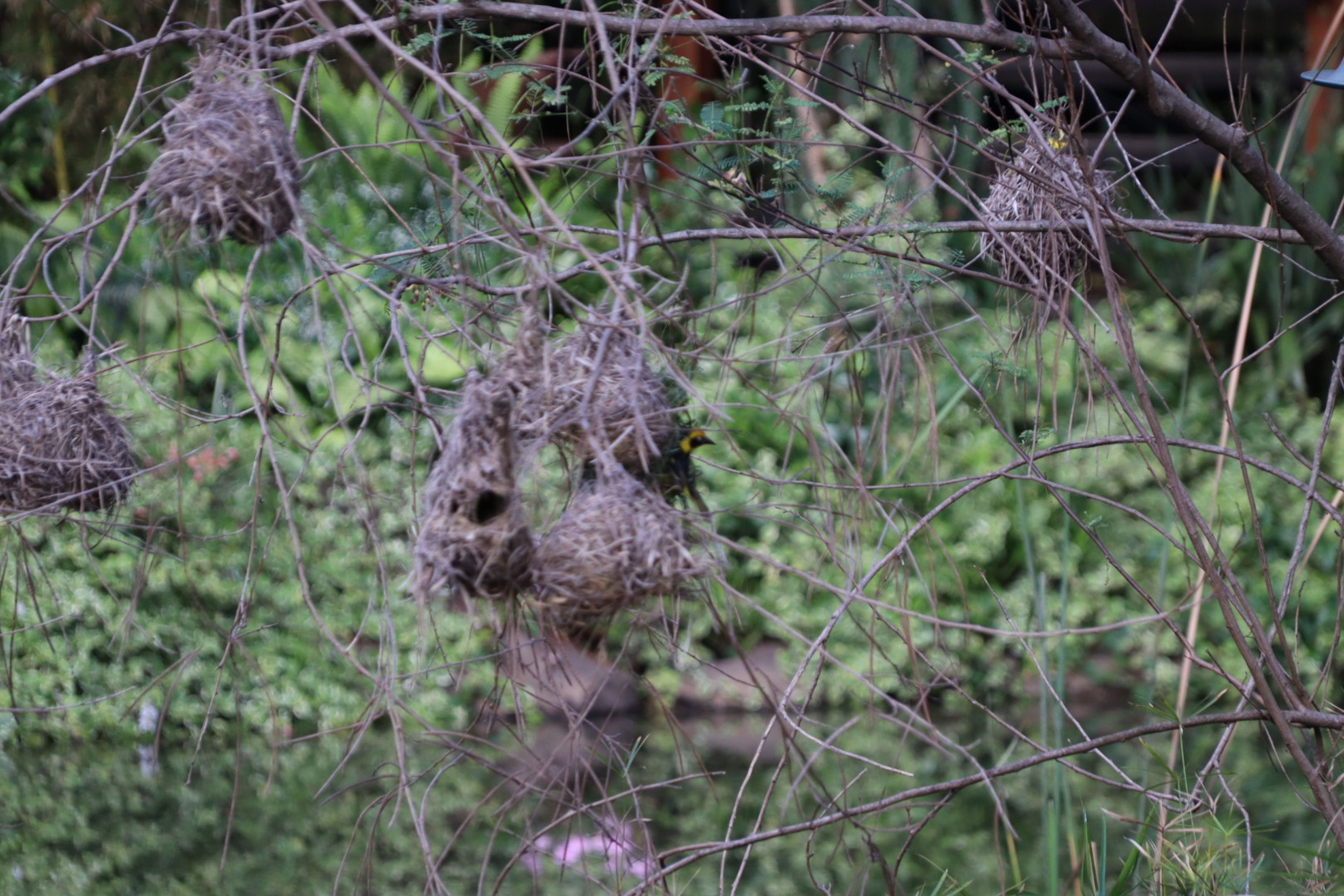 De nestjes van wevertjes op de camping bij Nairobi.